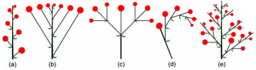 (PDF) Floral diagrams and inflorescences