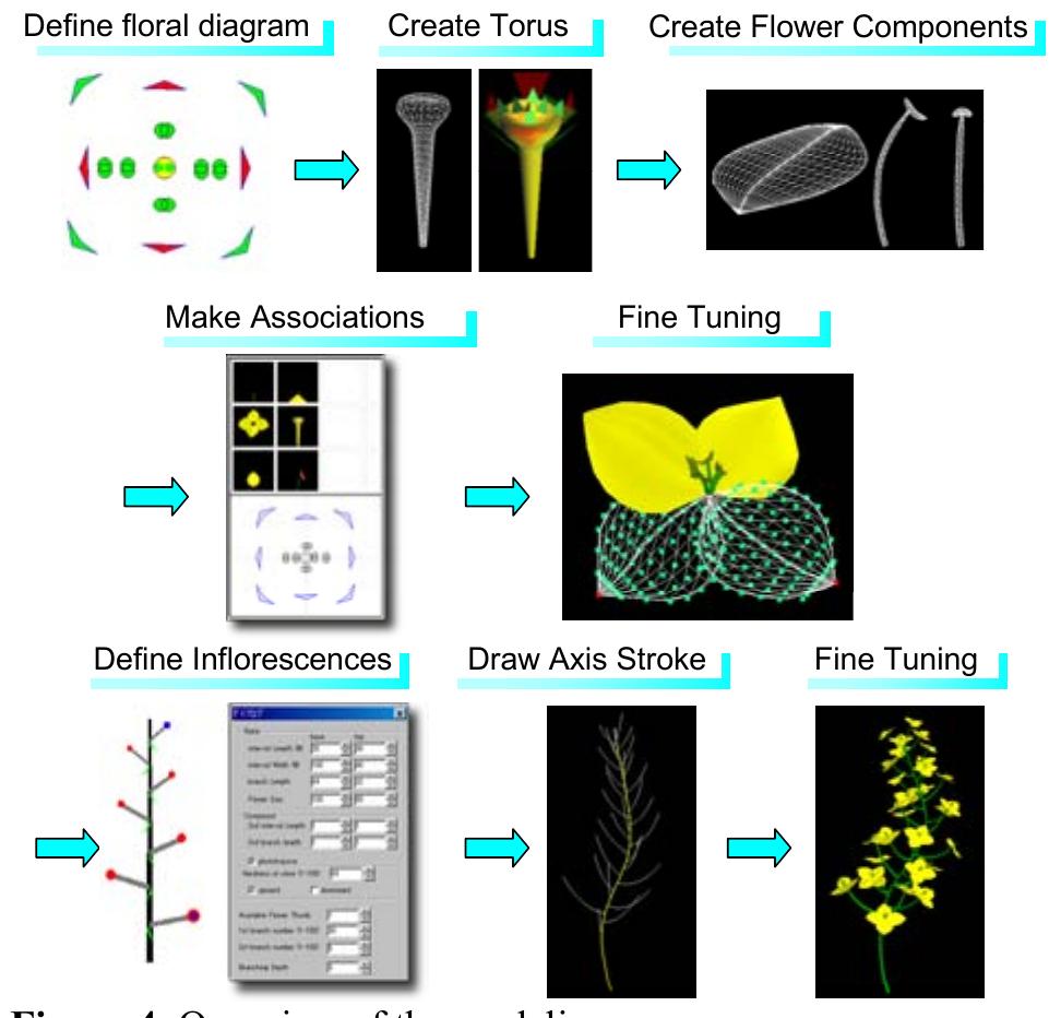 (PDF) Floral diagrams and inflorescences
