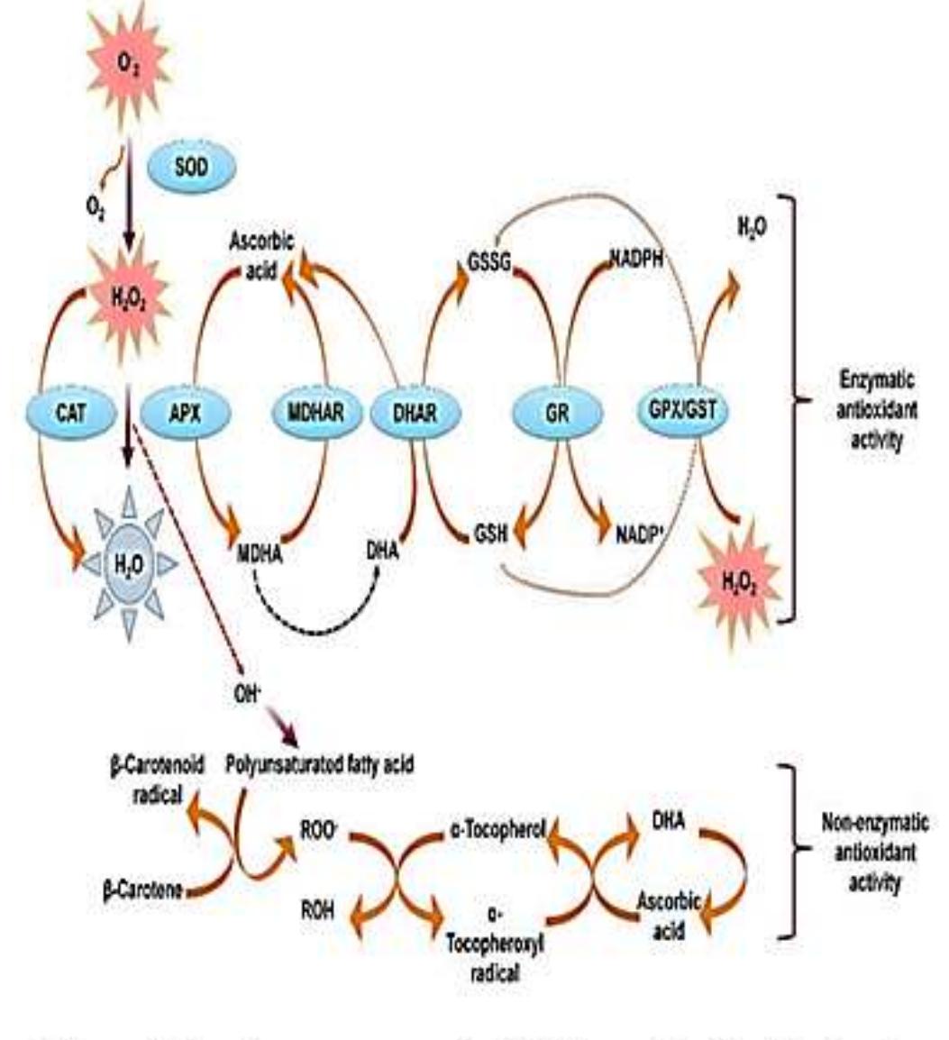 Gpx O2 (PDF) Non-Enzymatic Antioxidants in Stressed Plants: A Review