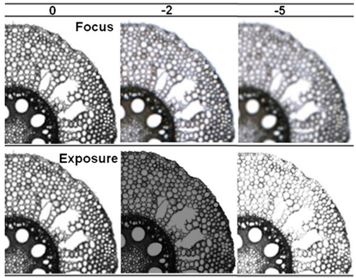 Root R Scan Body (PDF) RootScan: Software for high-throughput analysis of root ...