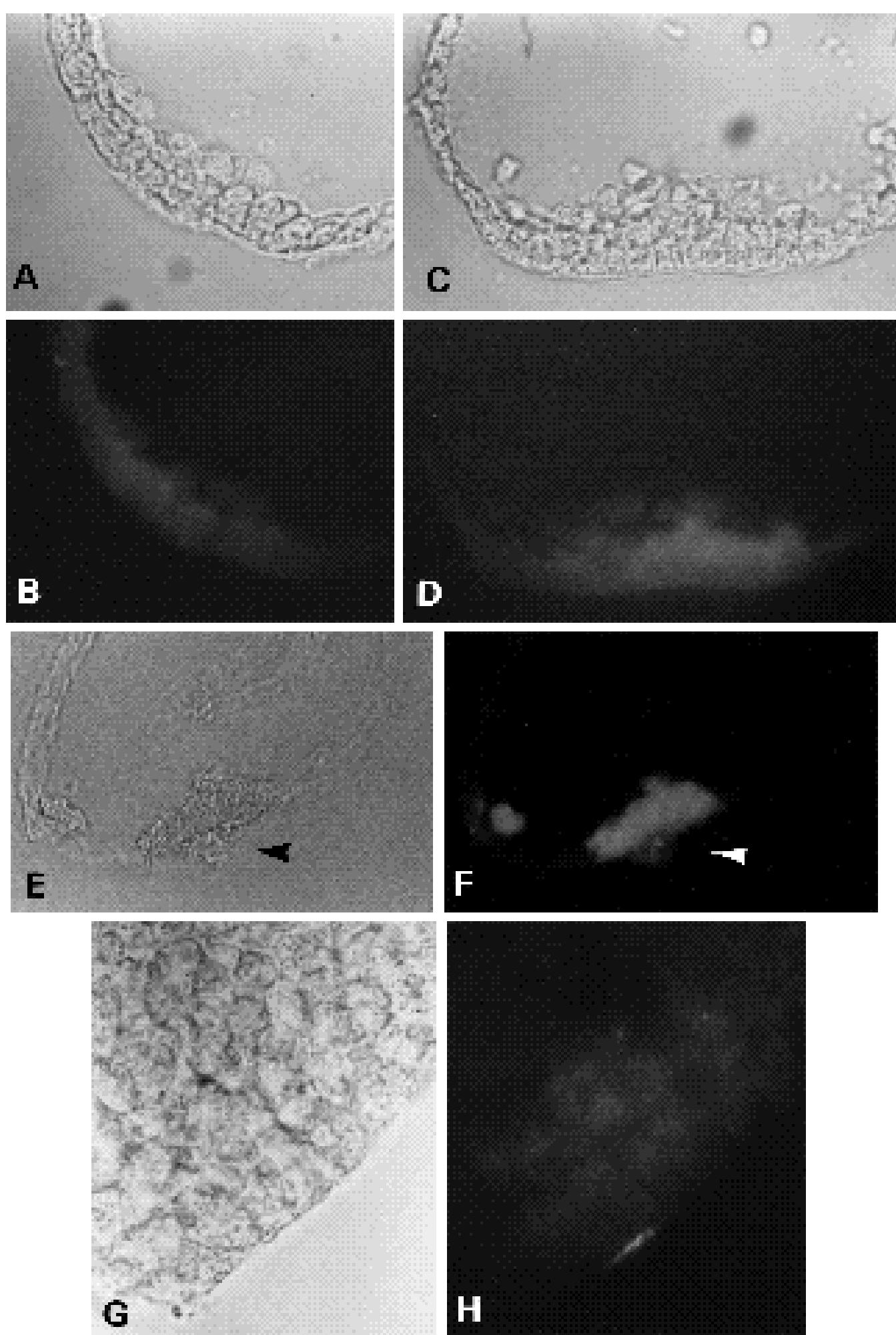 (PDF) A role for regulated secretion of apical extracellular matrix ...