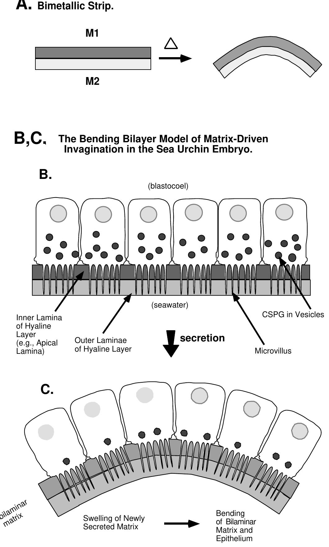 (PDF) A role for regulated secretion of apical extracellular matrix ...