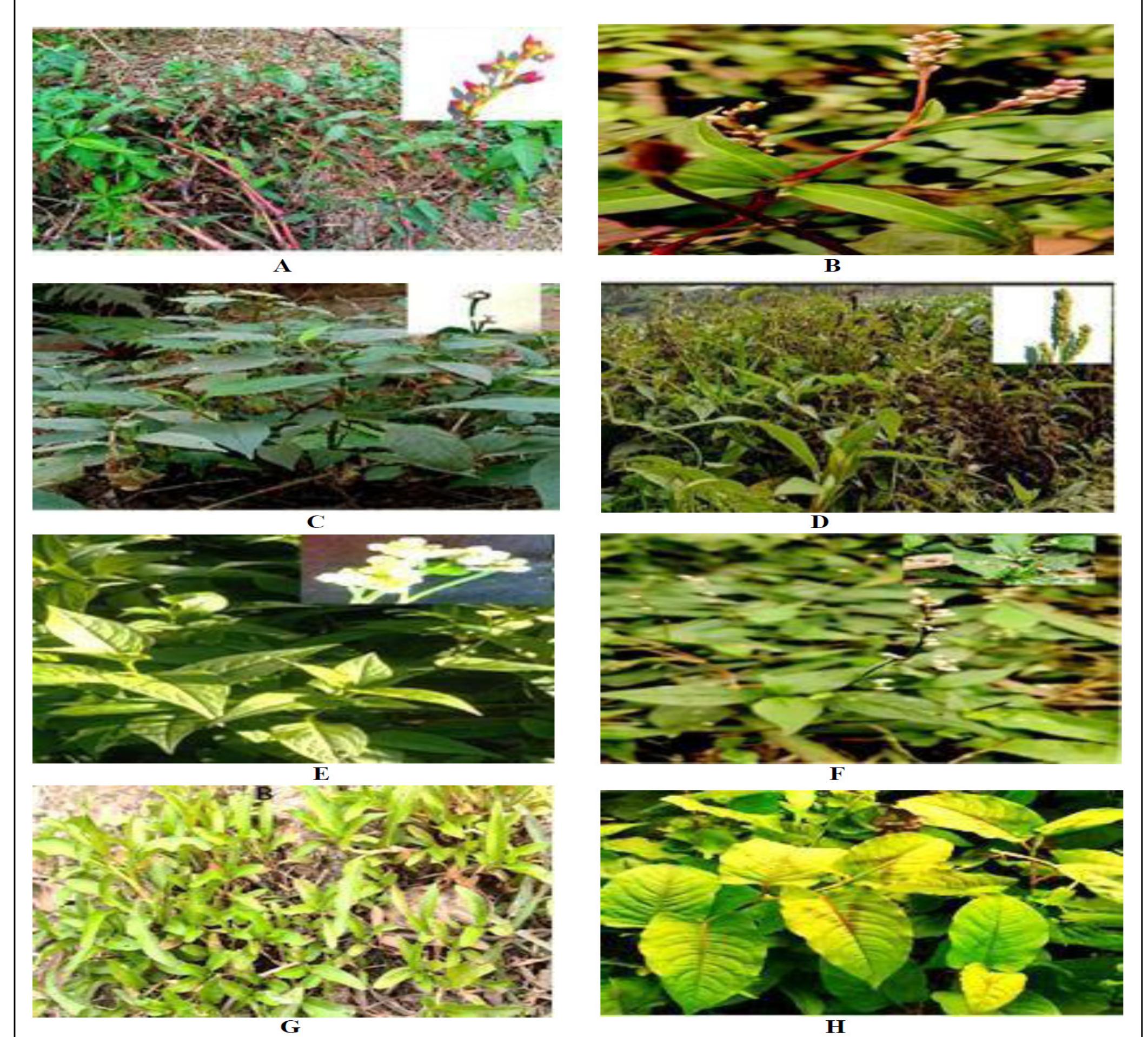 (PDF) Genus Polygonum (Polygonaceae) : A Review