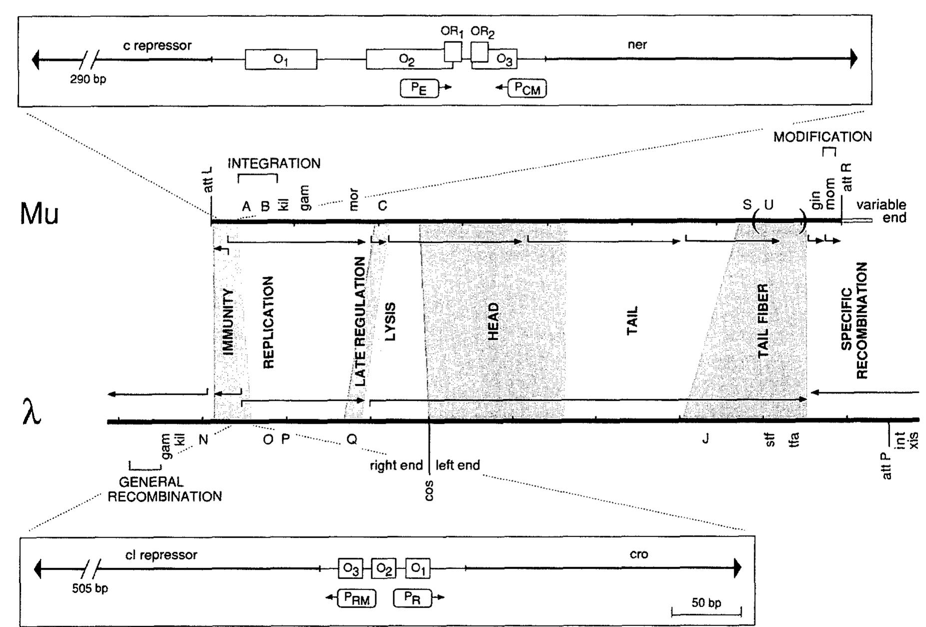 Figure 1 - from Conserved sequence patterns in phages Mu and