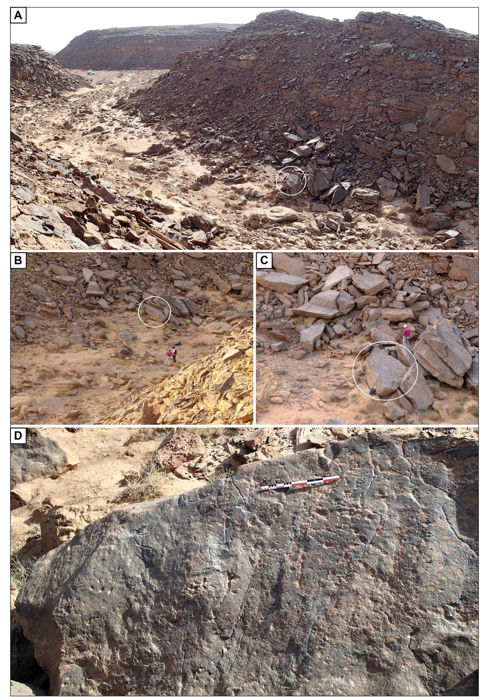Fig 6. Location of the engraved rock in Wadi az-Zilliyat, Saudi Arabia. (A) General view of Wadi az-Zilliyat, from the northeast, the location of the engraved boulder is shown by the white circle. (B) General view of the collapsed boulders from the southeast, the white circle indicates the position of the engraving. (C) General view of the engraved rock (white circle) location among the collapsed boulders, from the east. (D) The engraved boulder as discovered  during rock art survey, view from the north. 