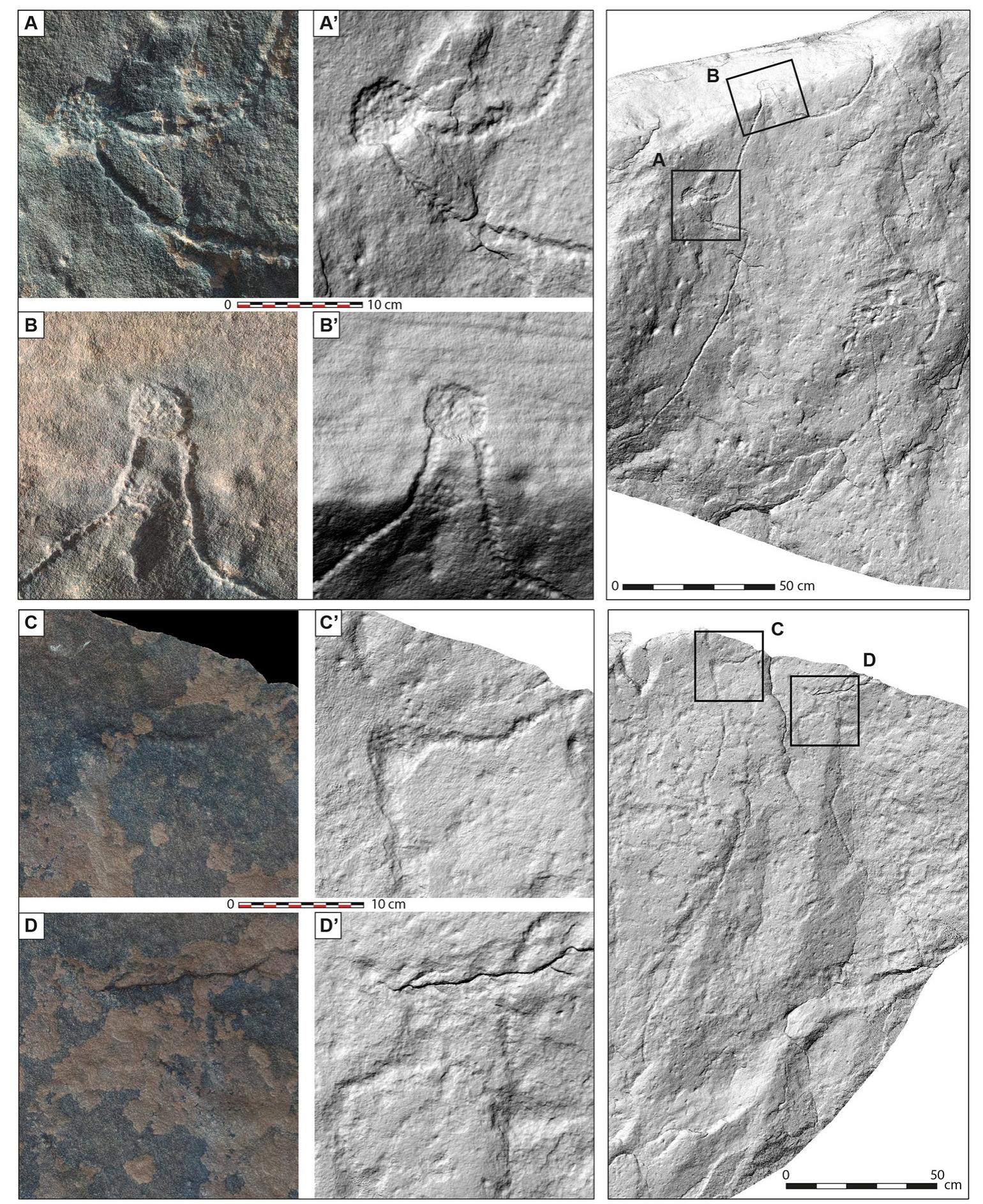 Fig 8. Detailed photographs and hill-shaded surface models of the engraved stone surface from Jebel az-Zilliyat, Saudi Arabia. The detailed views emphasize the various techniques used for the kite engraving. The detailed photographs and hill-shaded surface models on the left are lettered, indicating their position on the engraved boulder, as shown on the right. A and B are showing examples from the eastern depiction of a kite, C and D from the western one. Hill-shaded surface models are used to better render the legibility of the engravings, otherwise less visible from th photographs made on site. 