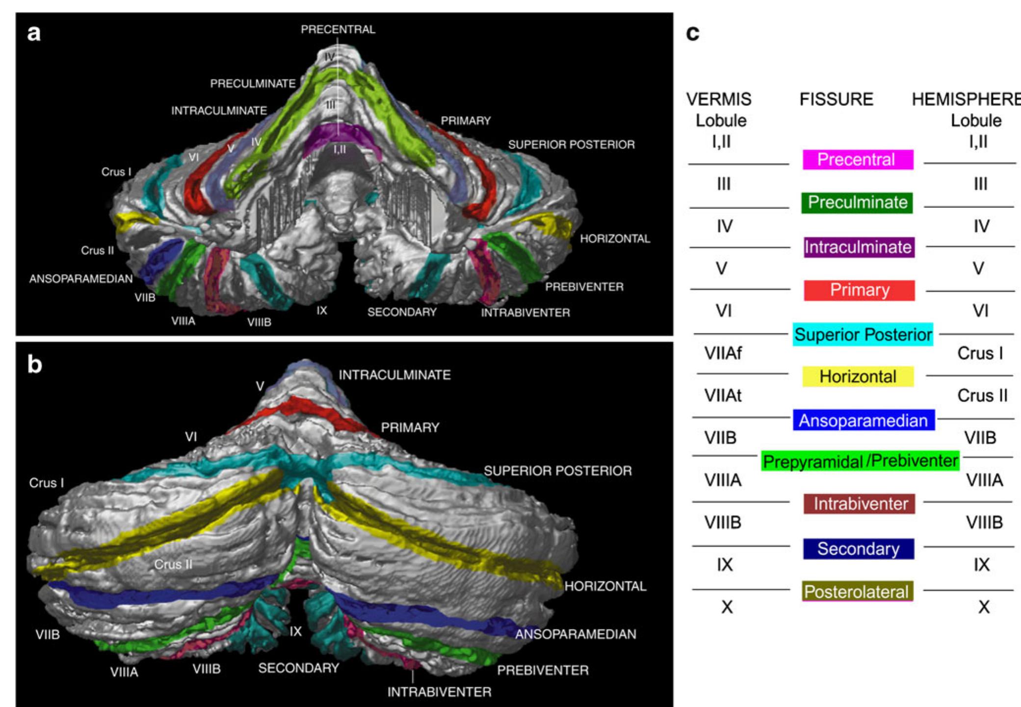 (PDF) The Role of the Cerebellum in Cognition and Emotion: Personal ...