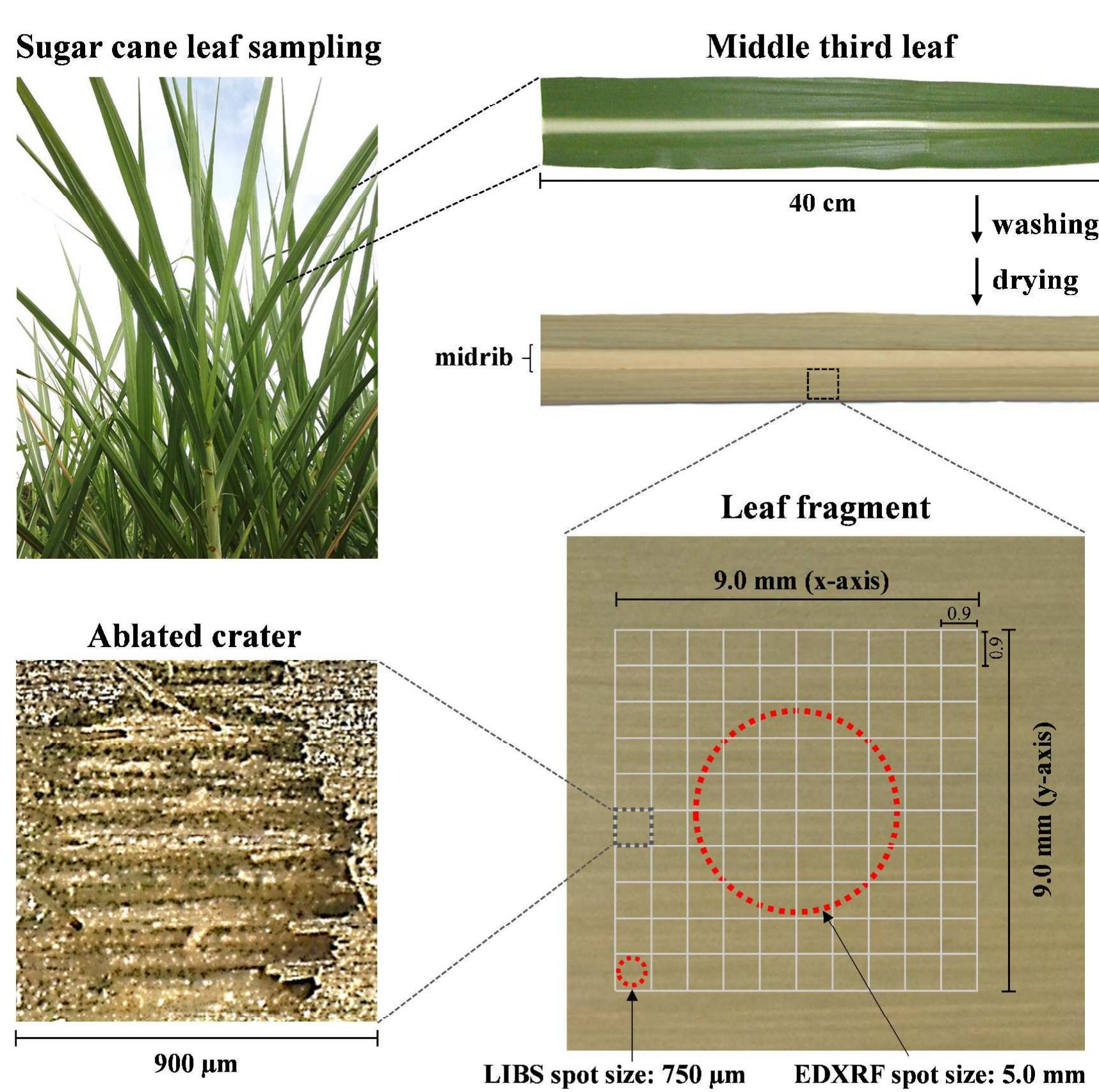 Springboard Leaf Protocol.pdf (PDF) Recent advances in LIBS and XRF for the analysis of plants