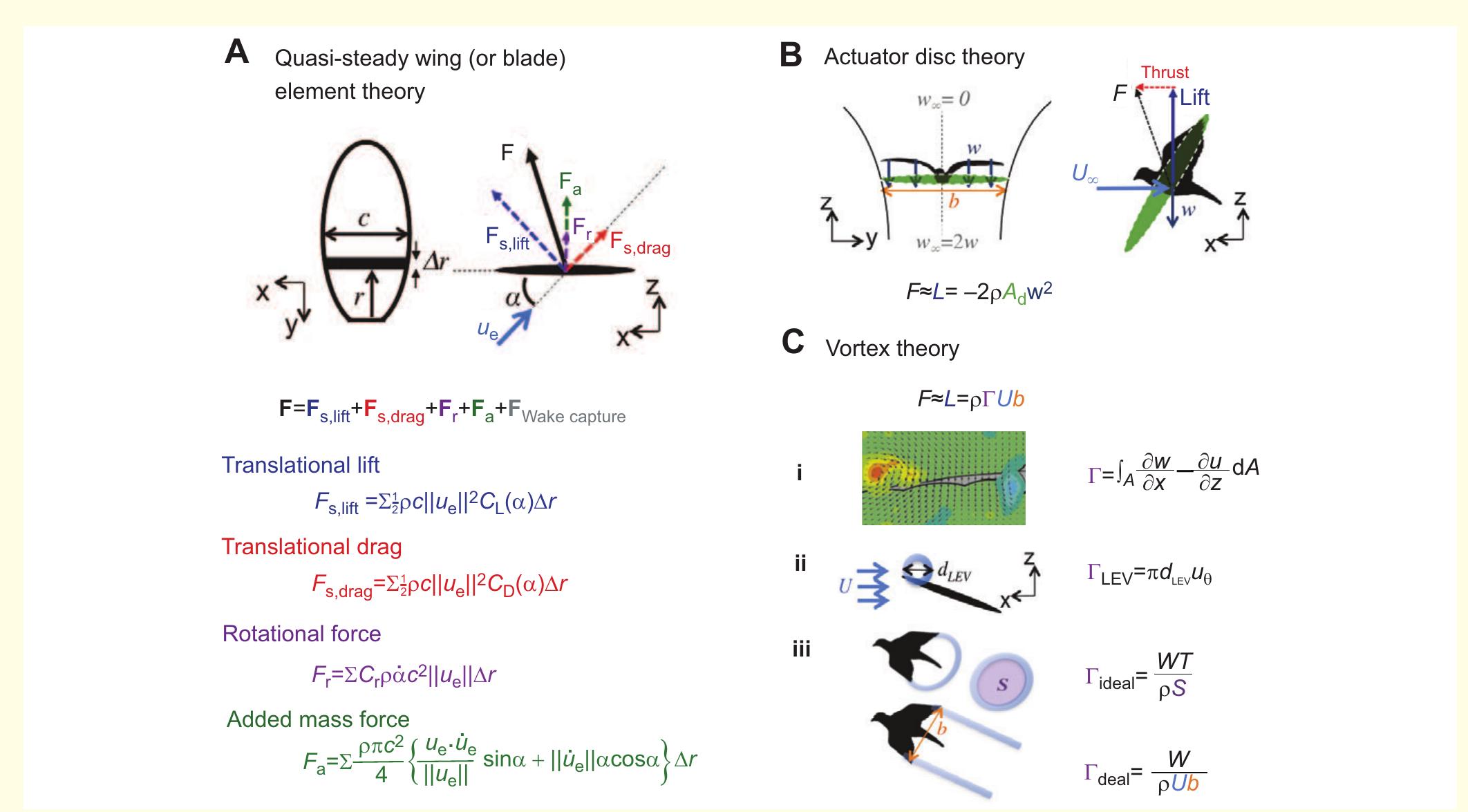 (PDF) Flapping wing aerodynamics: from insects to vertebrates