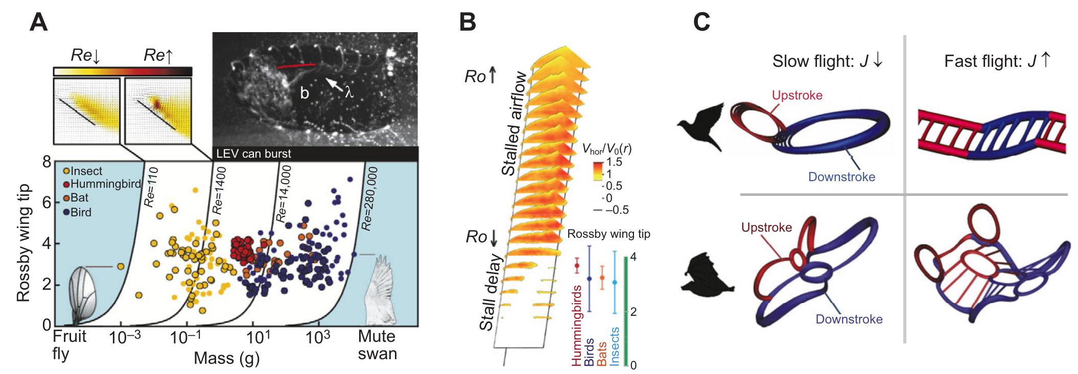 (PDF) Flapping wing aerodynamics: from insects to vertebrates