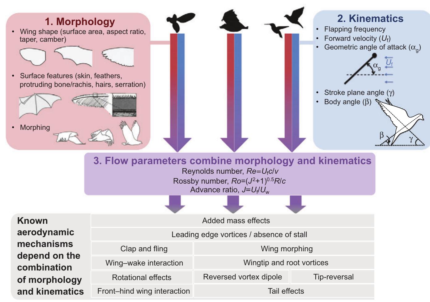 (PDF) Flapping wing aerodynamics: from insects to vertebrates