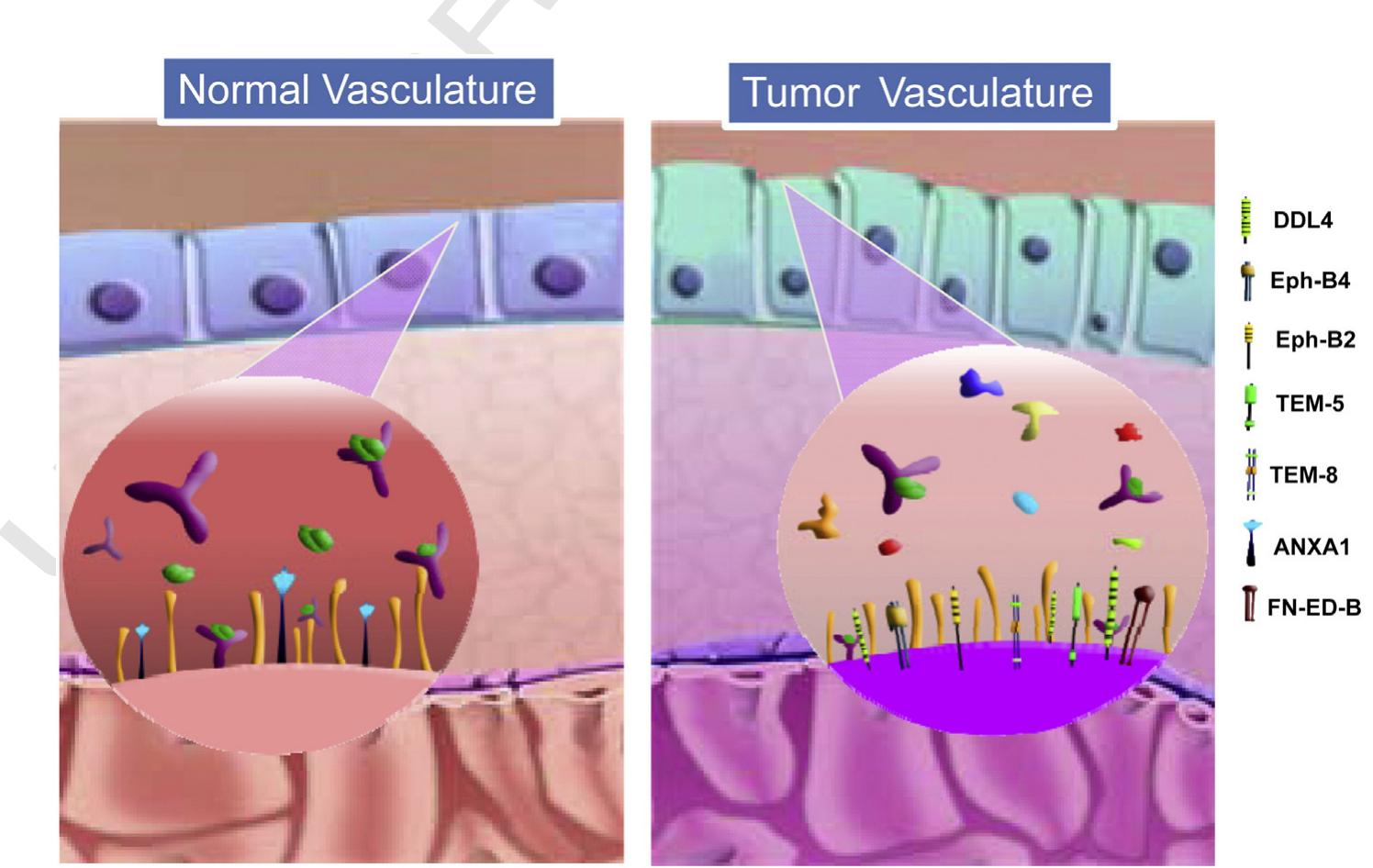 Targeting endothelial cells as anticancer strategy. the