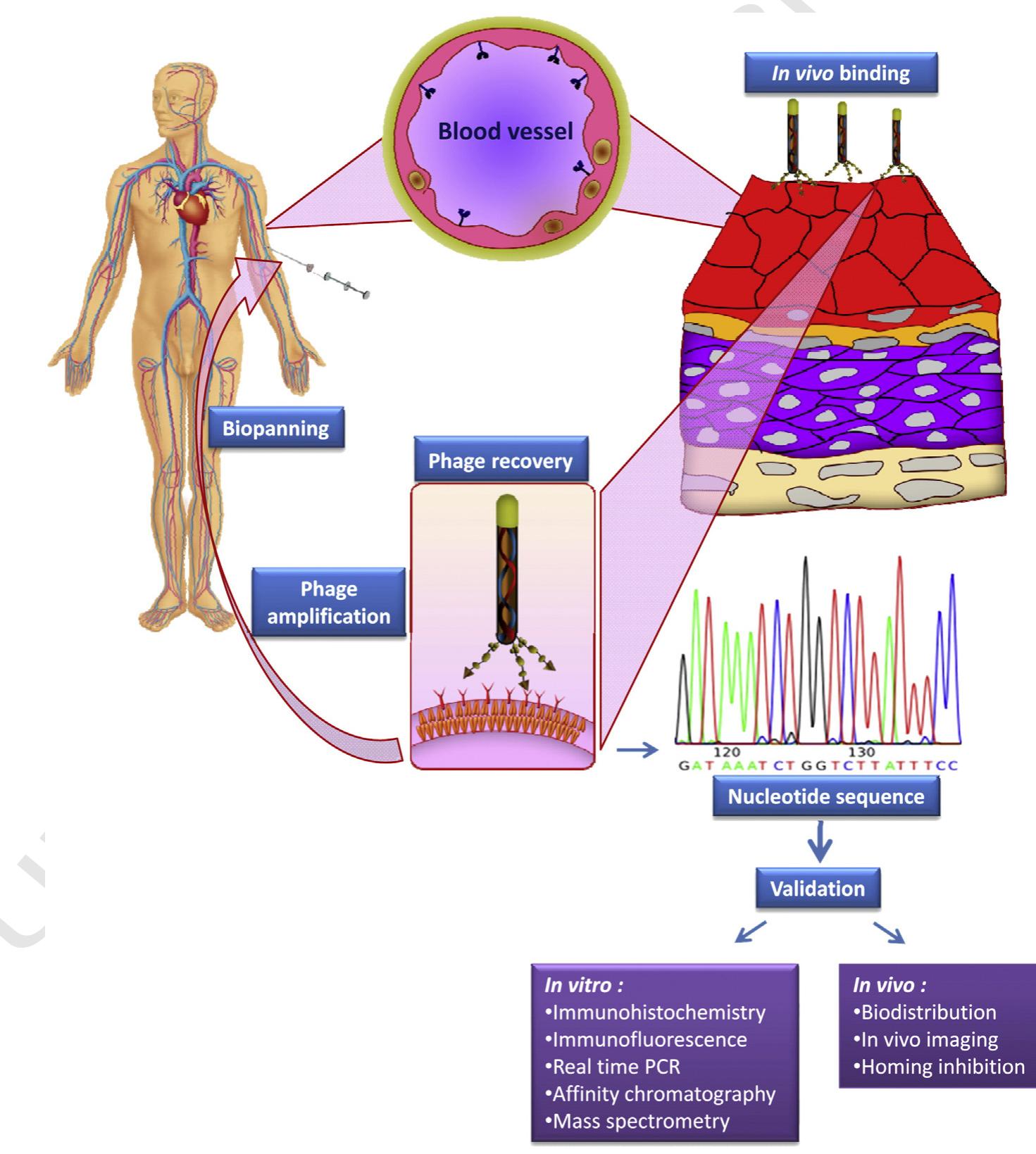 Targeting endothelial cells as anticancer strategy. the