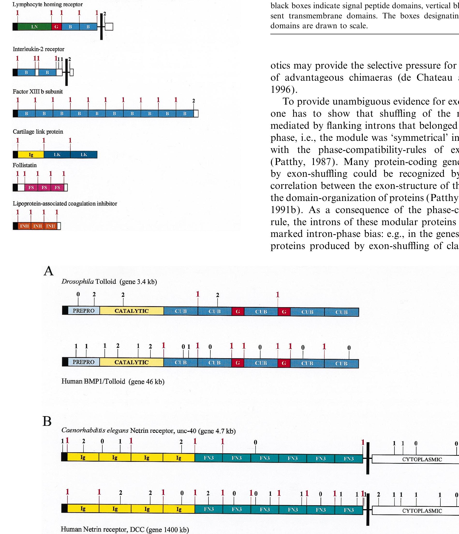 (PDF) Genome evolution and the evolution of exon-shuffling — a review