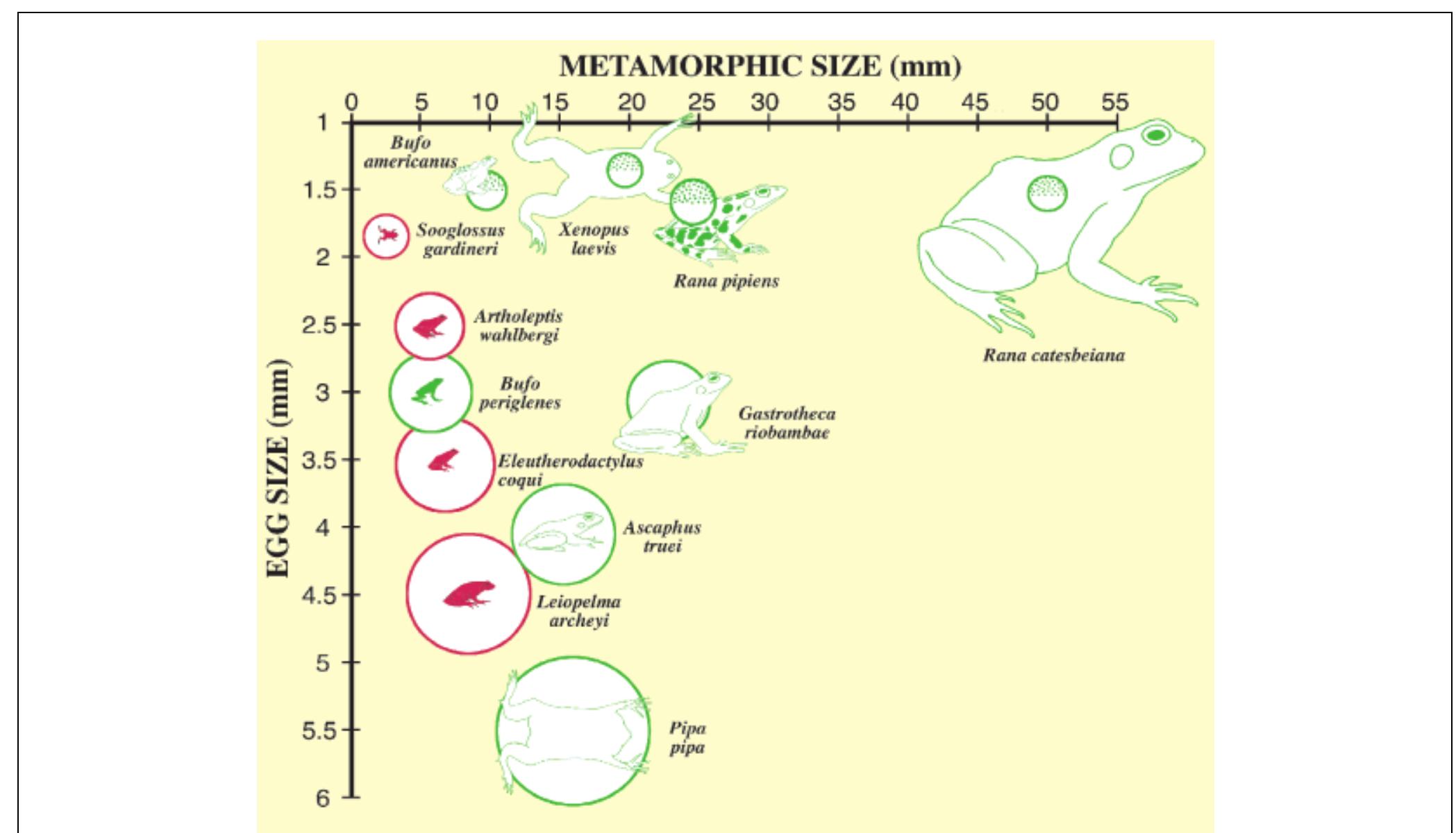 (PDF) Frogs without polliwogs: Evolution of anuran direct development