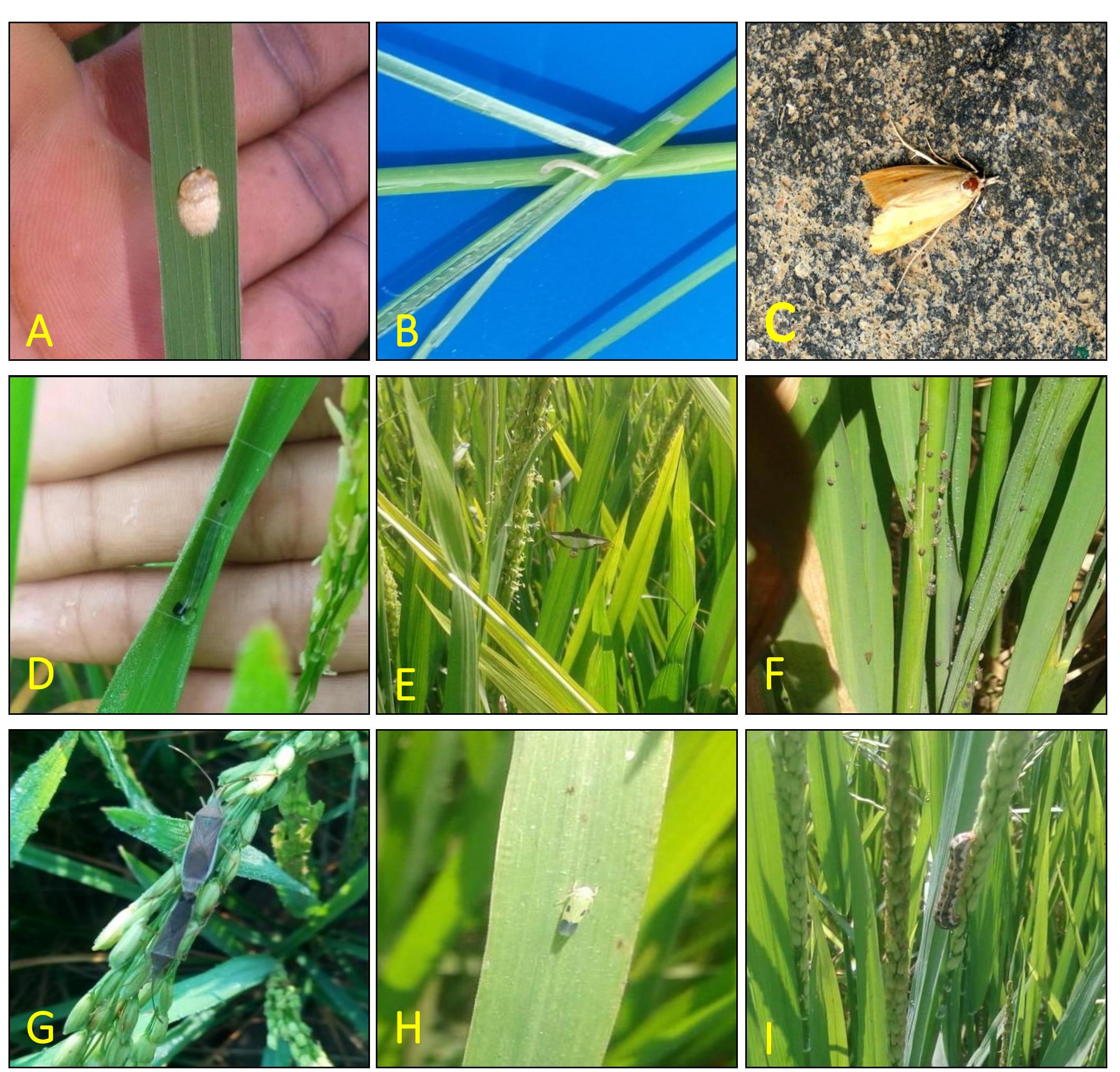 (PDF) Studies on major insect pests of rice crop (Oryza sativa) at ...