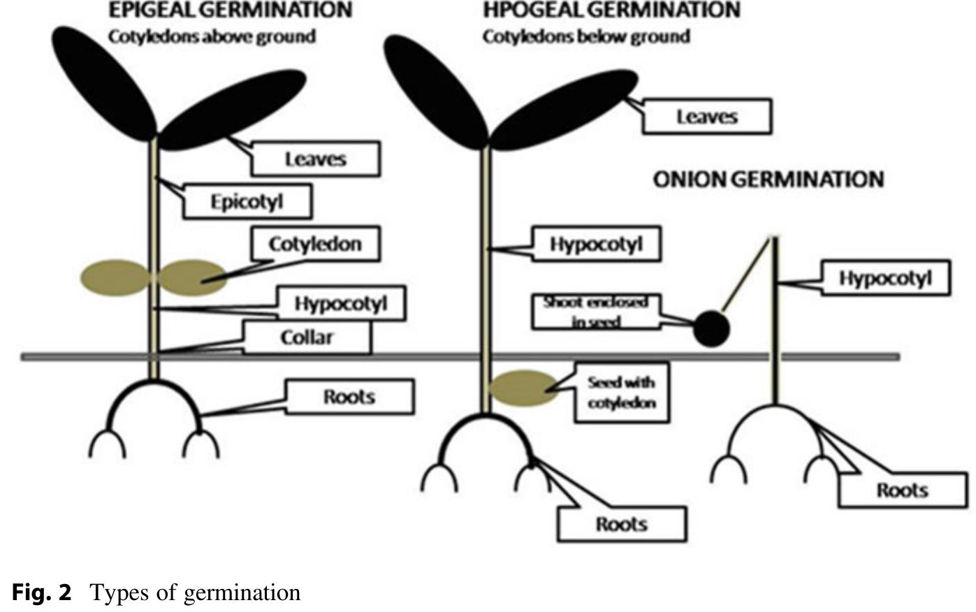 (PDF) Seed Dormancy and Regulation of Germination