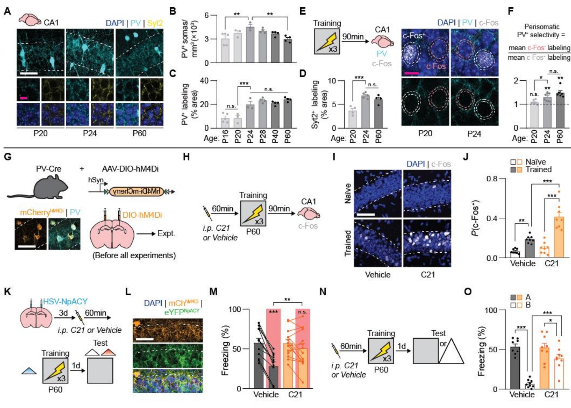(PDF) A shift in the mechanisms controlling hippocampal engram ...