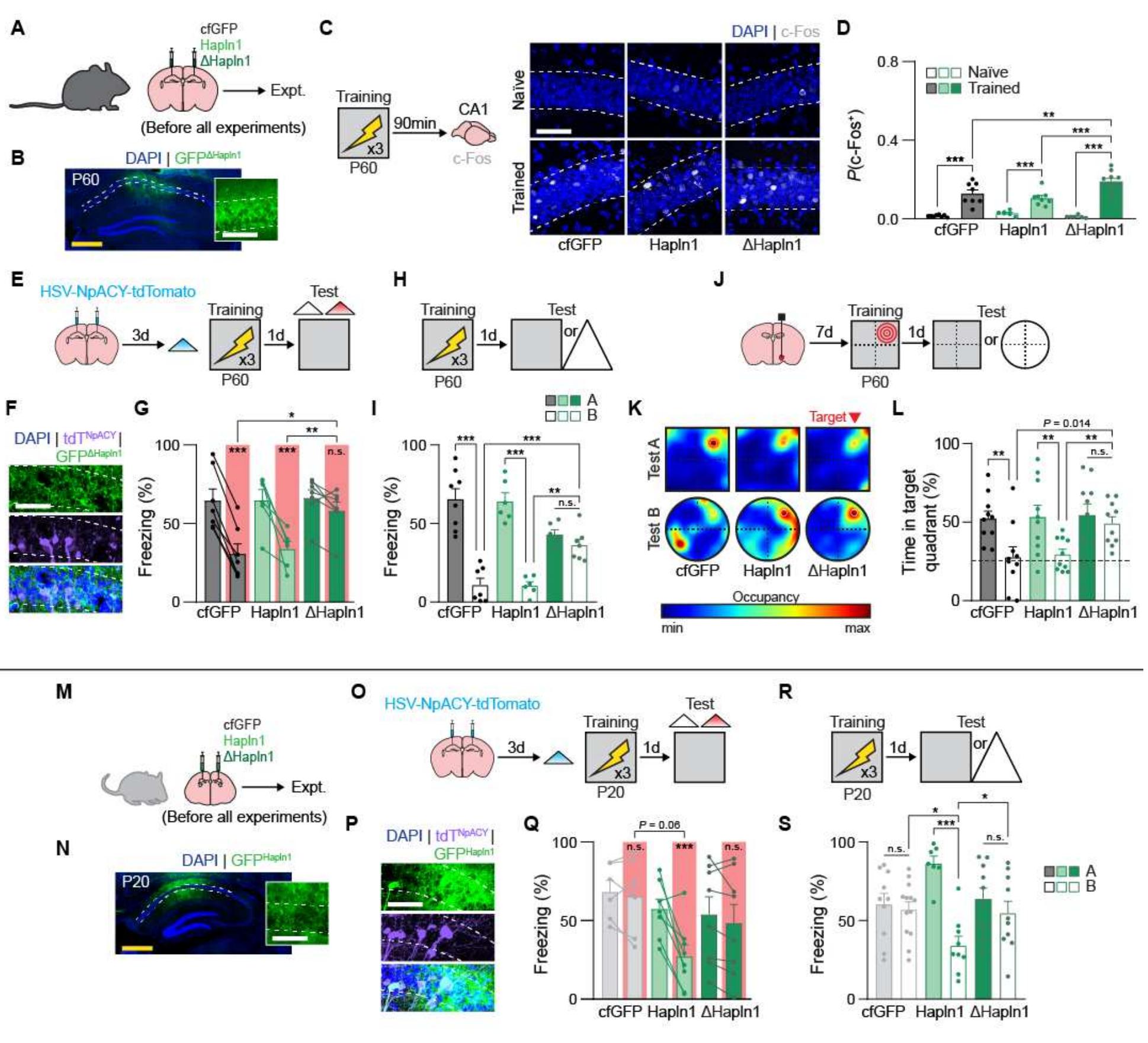 (PDF) A shift in the mechanisms controlling hippocampal engram ...