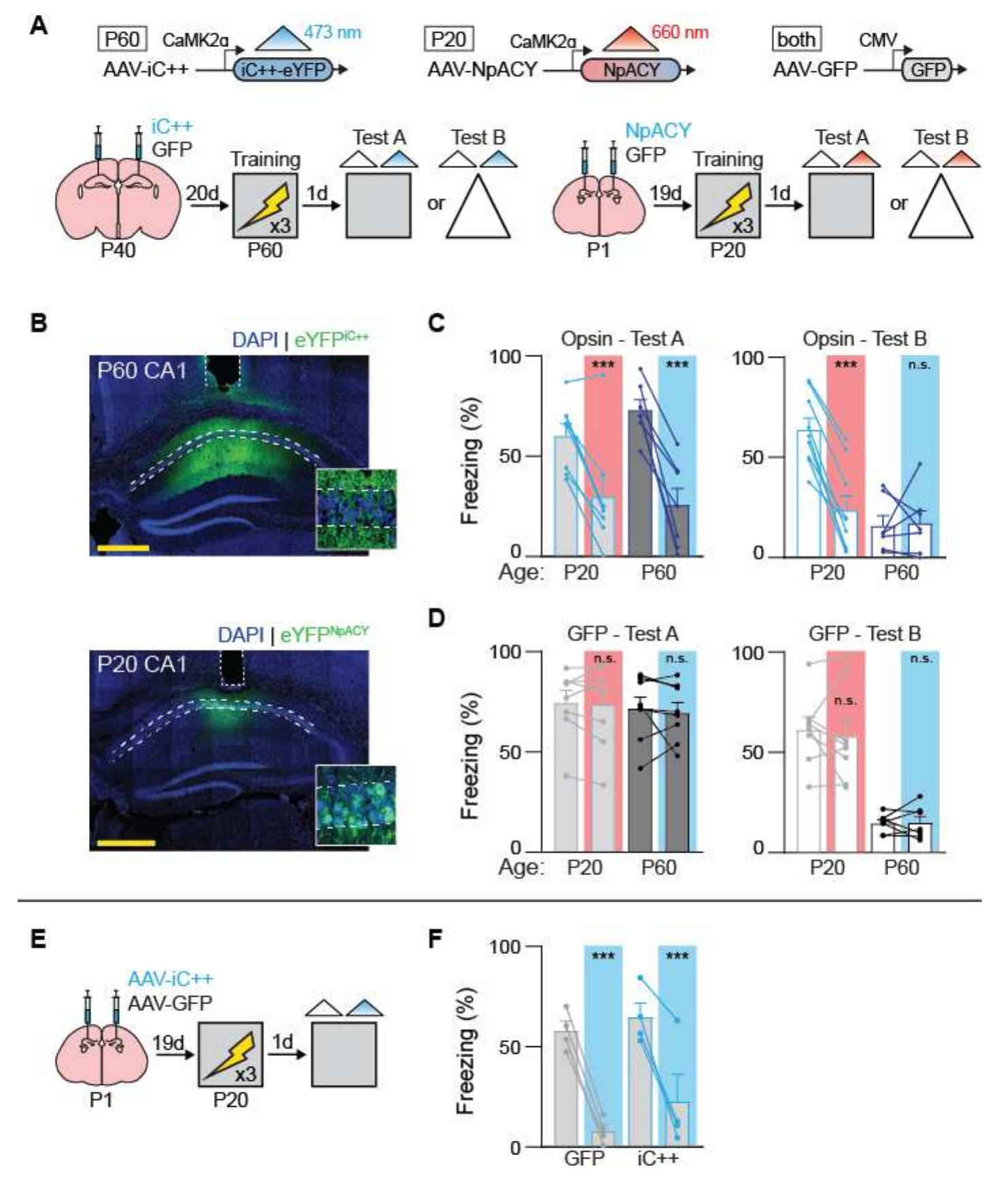 (PDF) A shift in the mechanisms controlling hippocampal engram ...