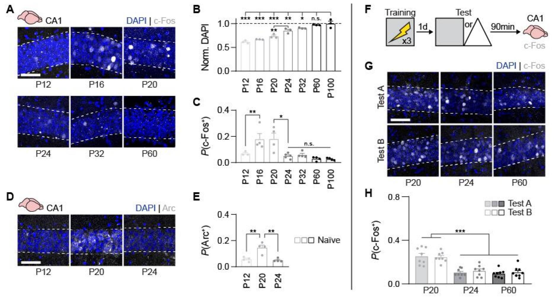 (PDF) A shift in the mechanisms controlling hippocampal engram ...