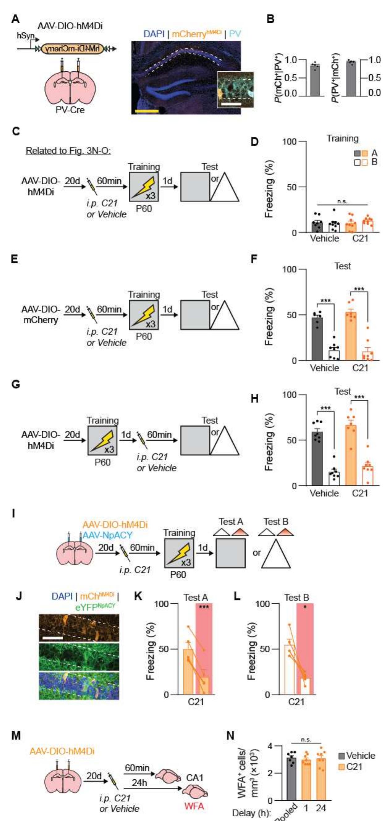 (PDF) A shift in the mechanisms controlling hippocampal engram ...