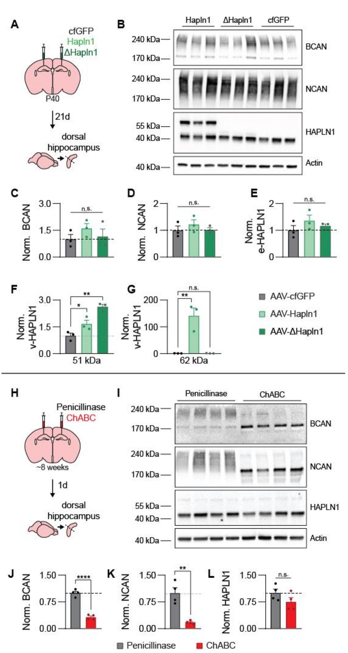 (PDF) A shift in the mechanisms controlling hippocampal engram ...