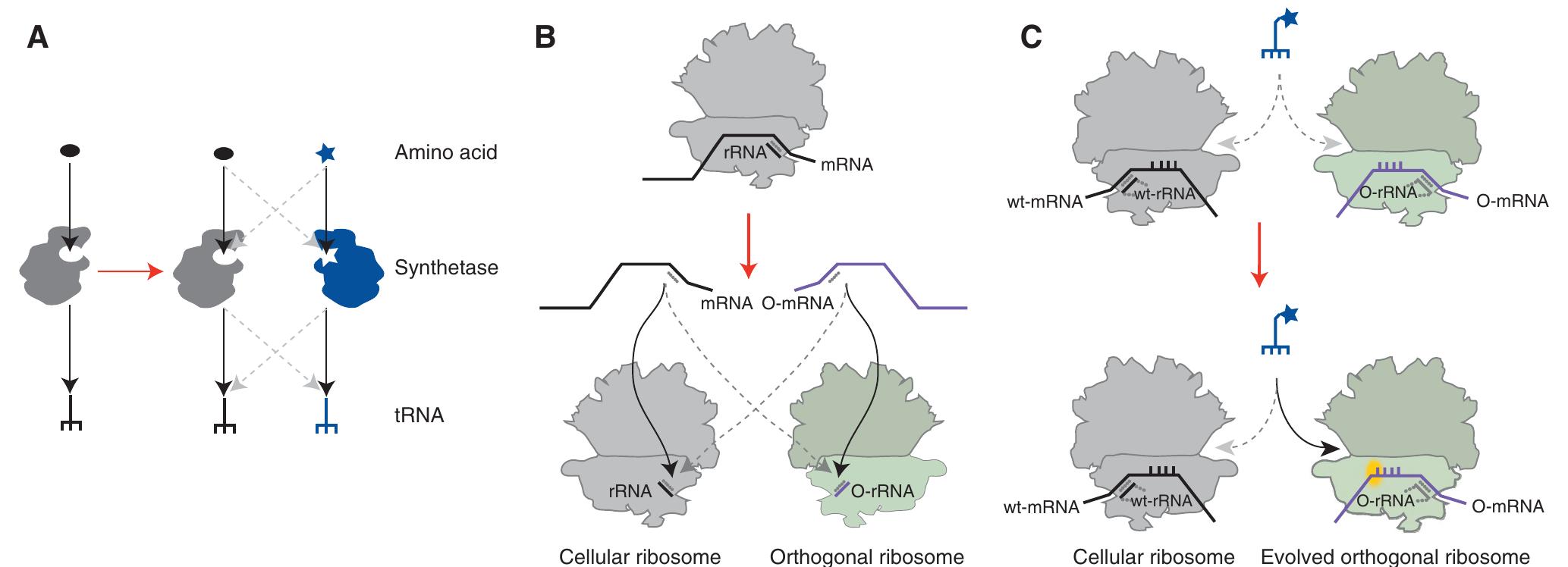 Genetic Code Reprogramming (PDF) Reprogramming the Genetic Code