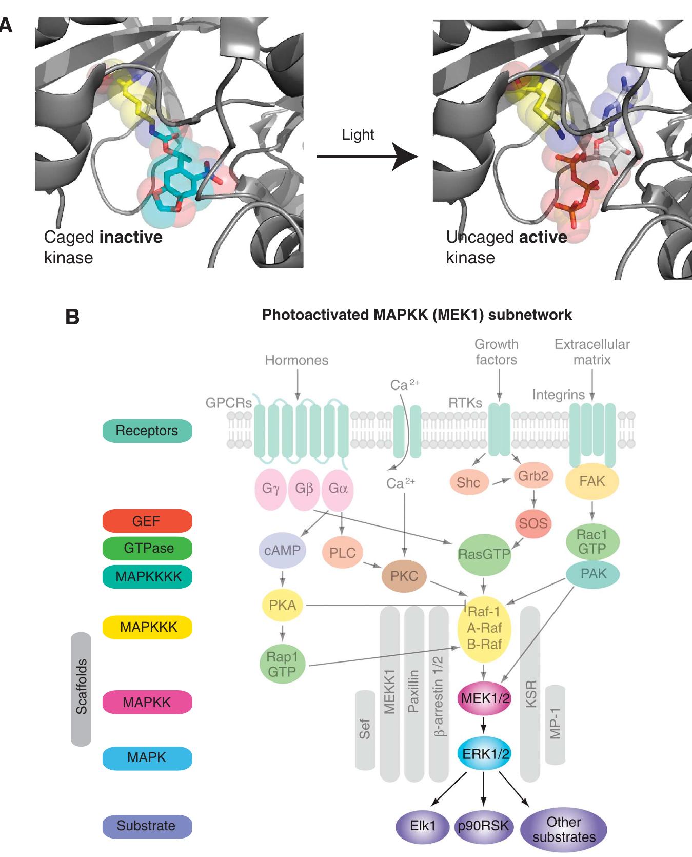 (PDF) Reprogramming the Genetic Code