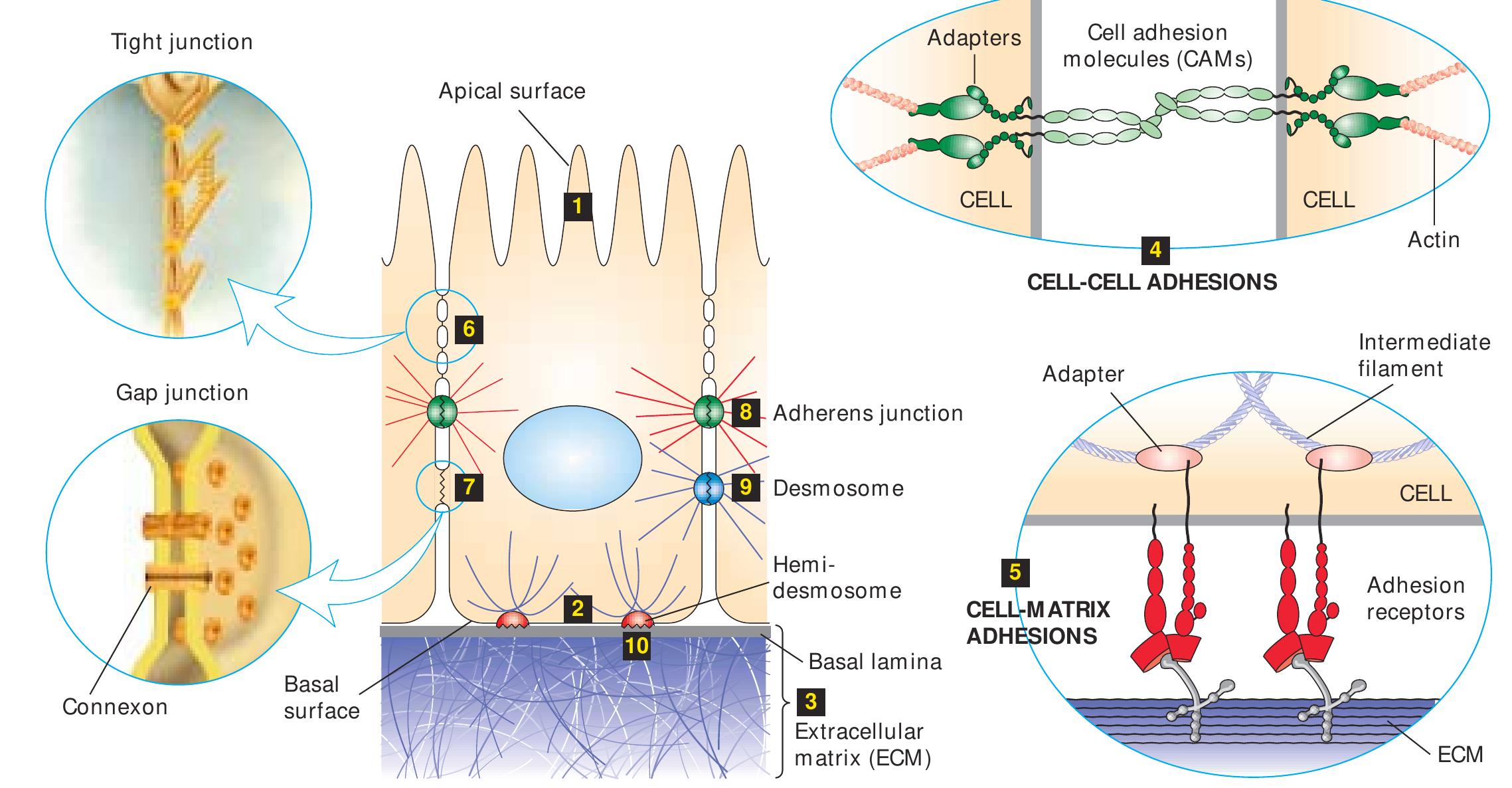 Table 1 - from Integrating Cells into Tissues