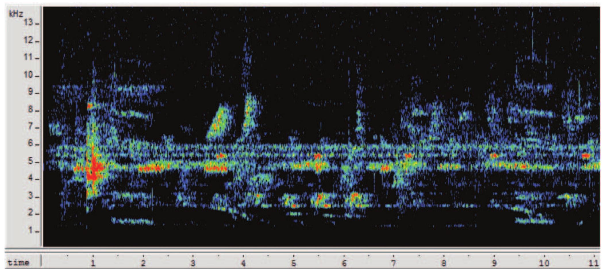 Insect Spectrogram (PDF) Soundscape Ecology: The Science of Sound in the Landscape