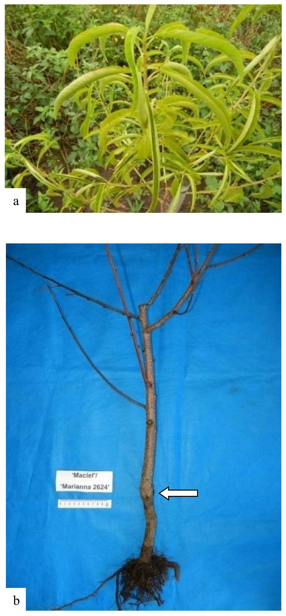 Translocated Incompatibility (PDF) Graft incompatibility in Prunus spp. preceded by SPAD index reduction