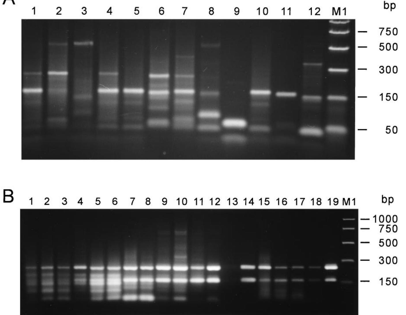 (PDF) Comparison of primers and optimization of PCR conditions for ...