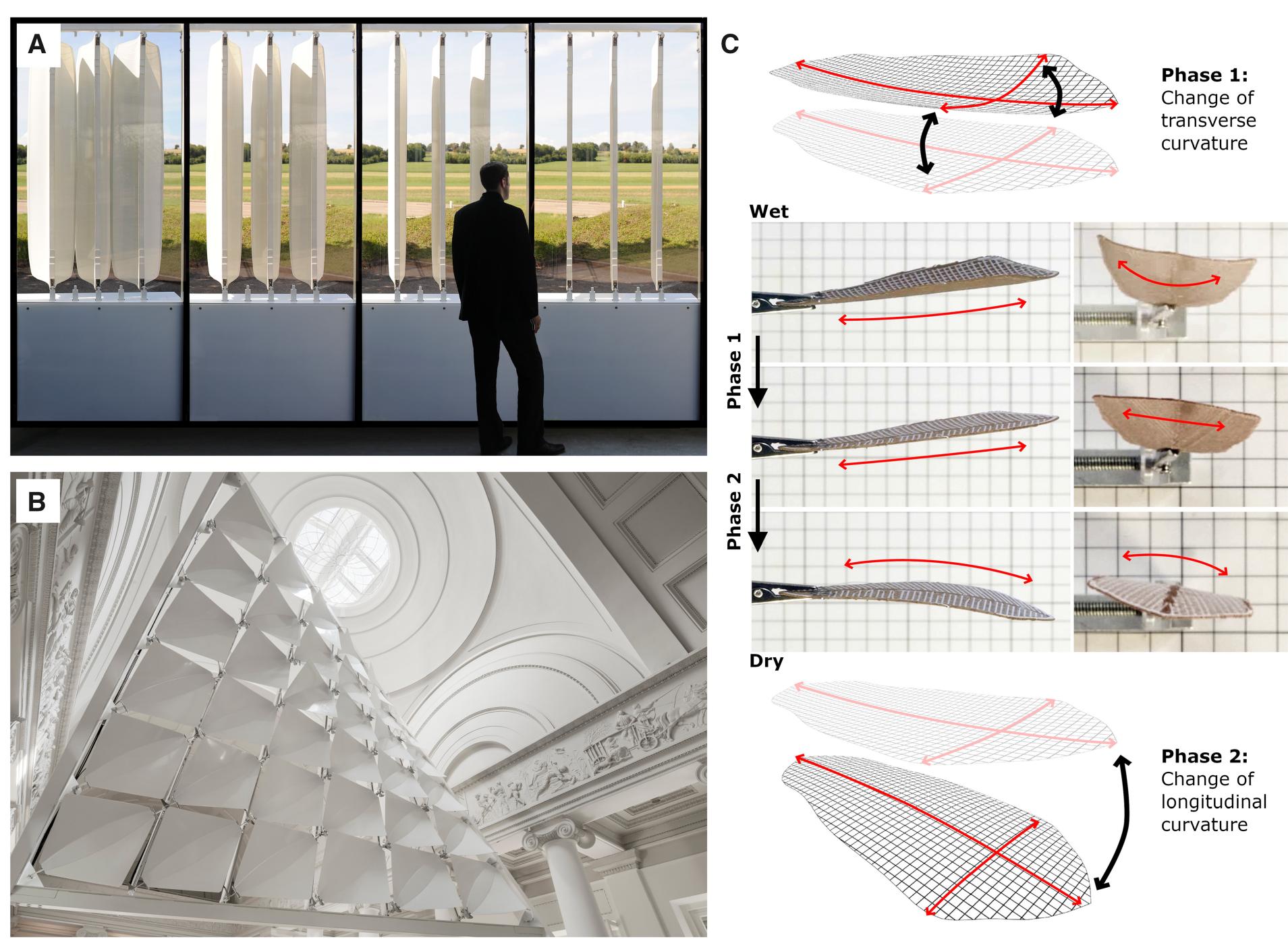 Sideways Example Examples of motile biomimetic structures inspired by plant