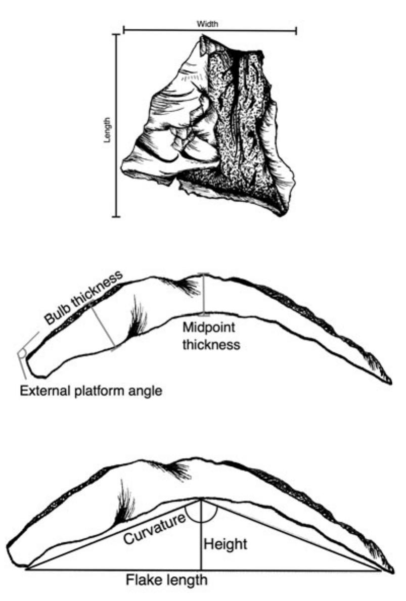 Figure 3. Diagram of flake measurements used in this study. Drawings by Maya B. Krause.  We recognize that comparing survey assem- blages from some sites to excavated assemblages from others could create comparability issues. However, Woodall (1990) compared surface to excavated assemblages at the Hardy site and found virtually no differences in both the types of artifacts and the proportional counts of the types of lithic materials. We found similar pat- terns at Redtail with proportional weights (11.5% rhyolite and 86.9% quartz on the surface and 10.3% and 89.1% in excavated contexts). However, we found proportional counts were not consistent between these contexts (54.4% and 43.3% on the surface and 40.8% and 57.7% in excavated contexts). We are inclined to trust Woodall’s results because the surveys at Redtail were conducted by undergraduates at field schools. Distinguishing quartz artifacts from nonartifacts is difficult and often resulted in undercollecting; additionally, students were instructed to collect all rhyolite. During excava- tions, all lithics were collected and sorted in laboratory settings by more experienced 