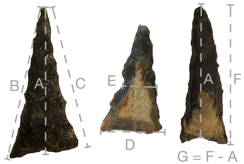 Figure 4. Diagram of attribute measurements used in this analy- sis. A: midline length; B: blade length 1; C: blade length 2; D: basal width; E: midpoint width; F: total length; and G: basal con- cavity. Maximum thickness and basal thickness are not shown.  After choosing the assemblages and attributes to measure, each author conducted their own independent measurements and analysis for each of the 199 points. We each followed the same steps: measuring point attri- butes, typing points, and conducting DFA to validate point types. Because DFA requires defined groups, we completed each of these goals independently to reduce the impact of one person’s classification and the per- sonal biases inherent within it.  