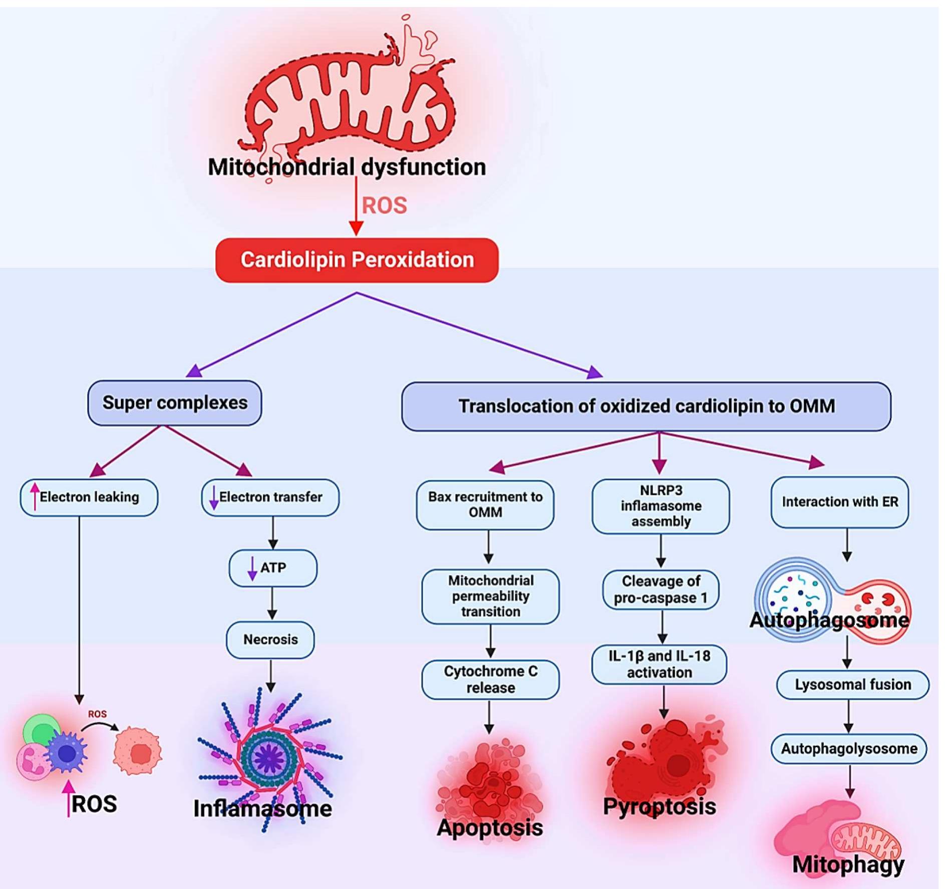 (PDF) Mitochondrial dysfunction and oxidative stress in Alzheimer’s ...