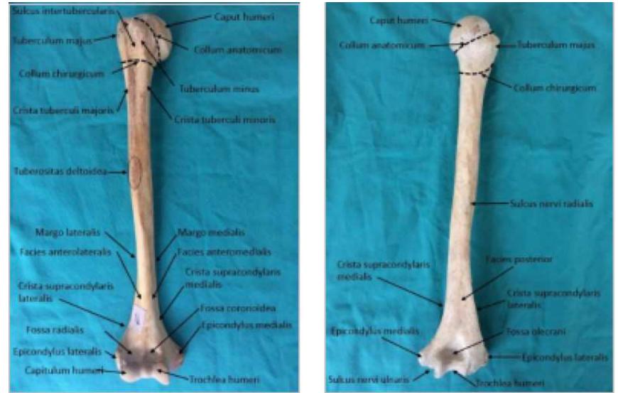 Figure 1 - from HUMERUS ÜZERİNDE ANATOMİK YAPILARIN