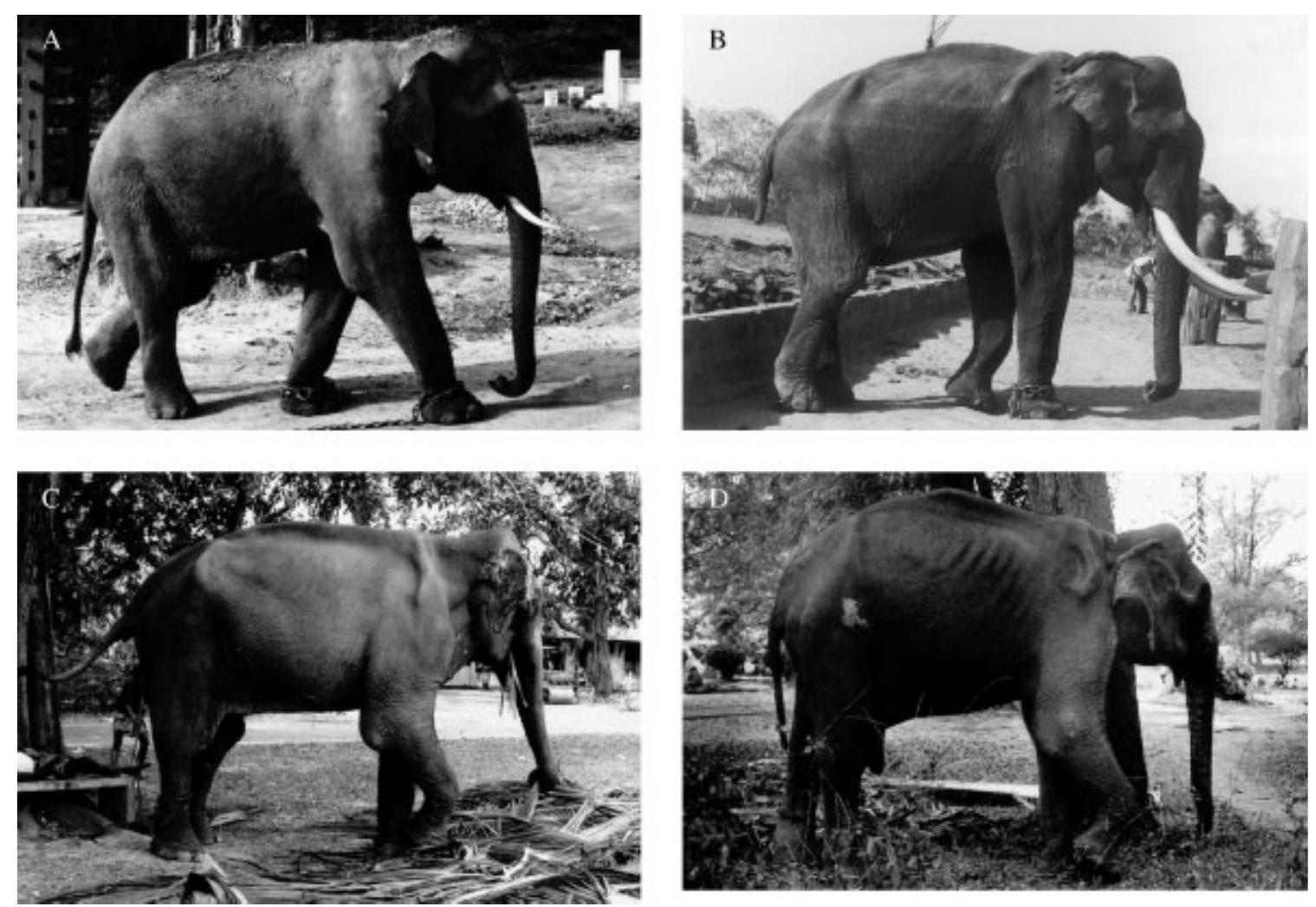 (PDF) Assessment of body condition in Asian elephants (Elephas maximus)