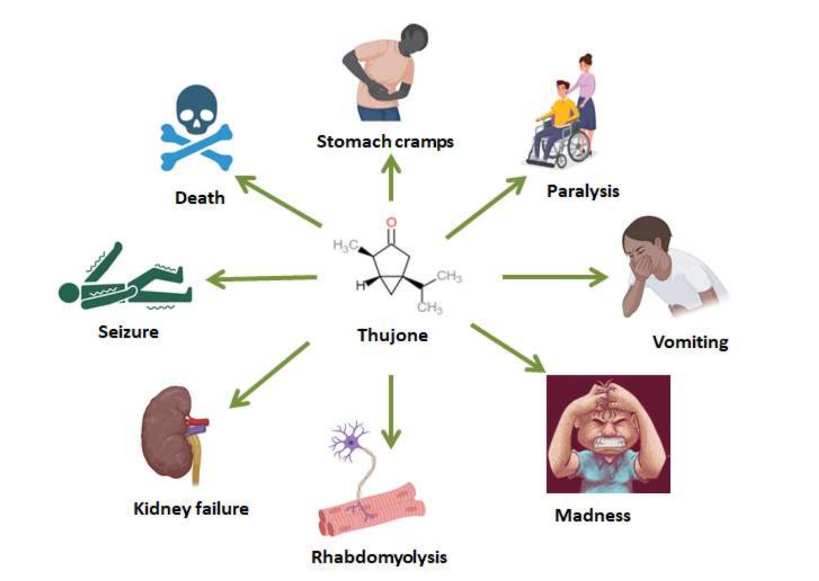 (PDF) Thujone in Daily Life – A Review on Natural Sources of Thujone ...