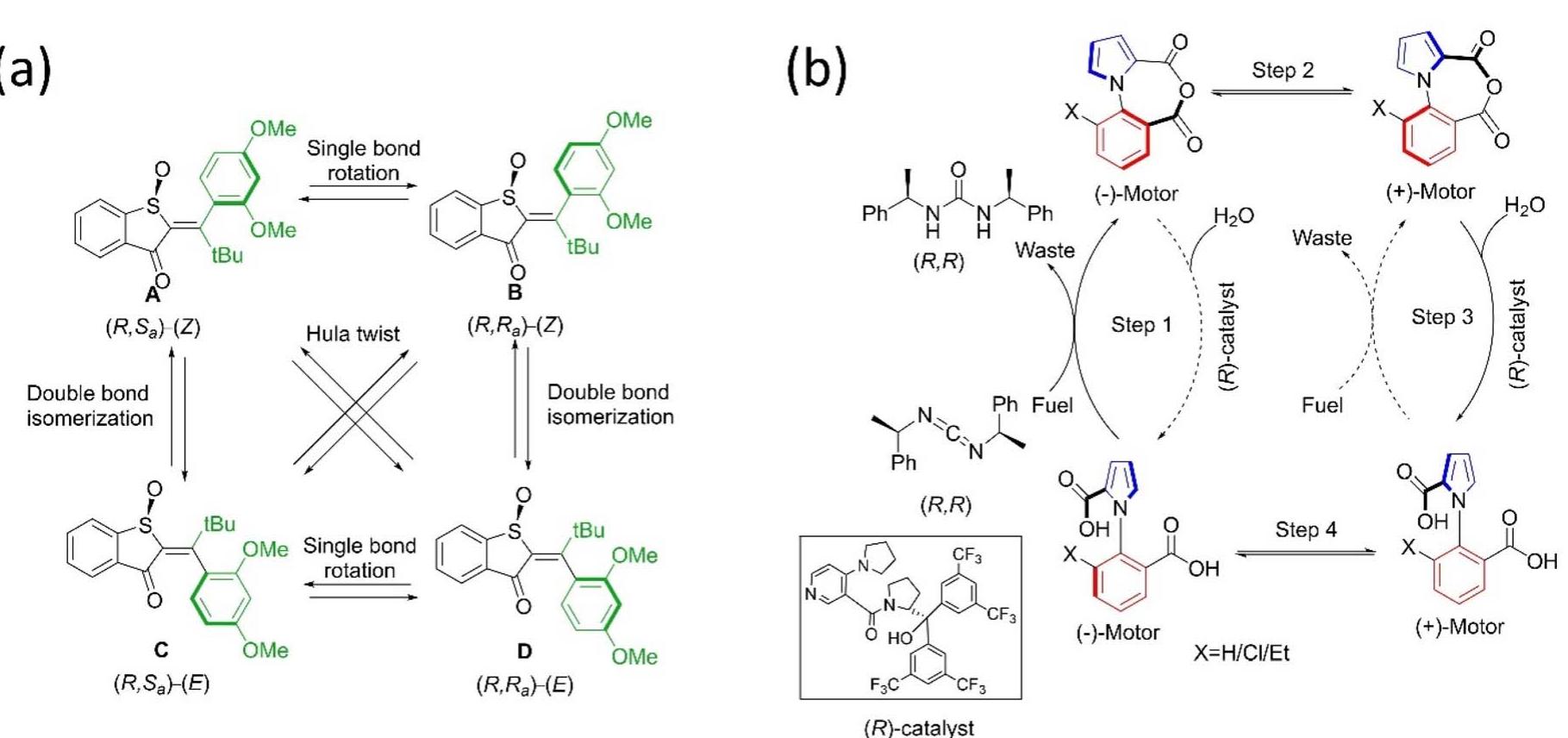 Unidirectional Rotation Rotor (a) molecular structures of hemithioindigo motor with four