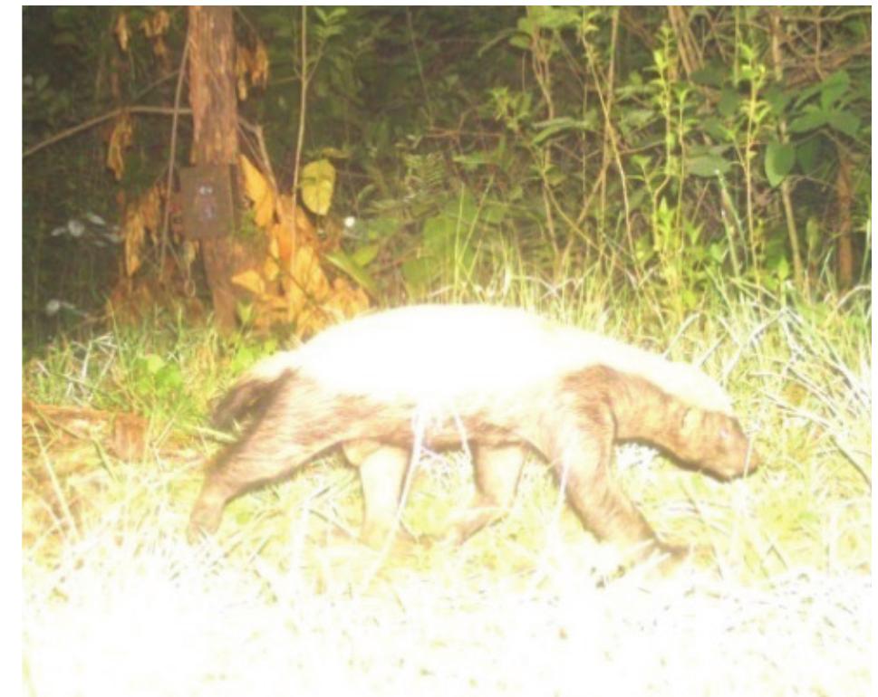(PDF) Distribution of honey badger (Mellivora capensis) in Similipal ...