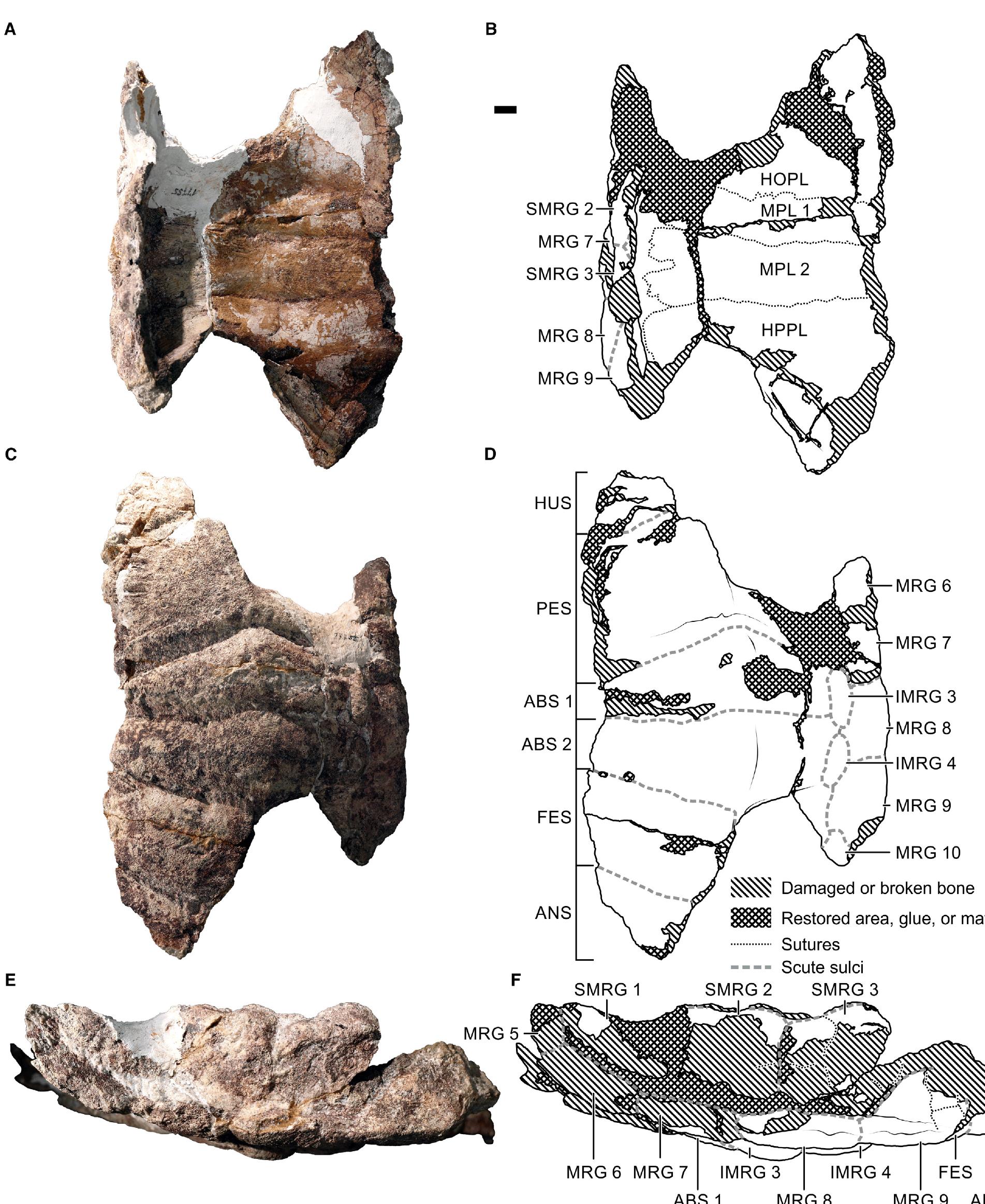 Testudinata Shell (PDF) The early composition and evolution of the turtle shell (Reptilia ...