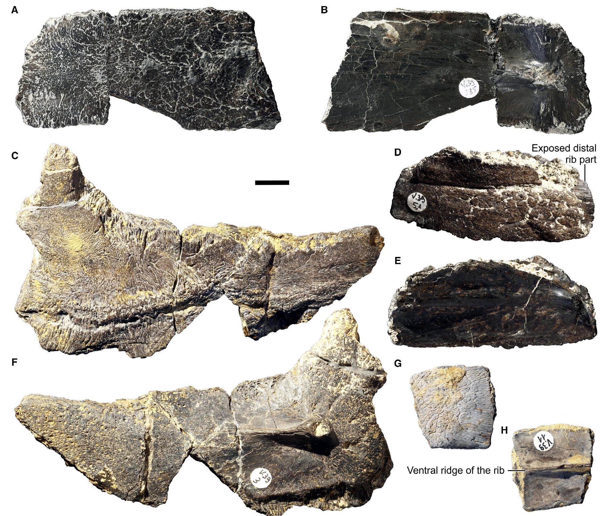Testudinata Shell (PDF) The early composition and evolution of the turtle shell (Reptilia ...