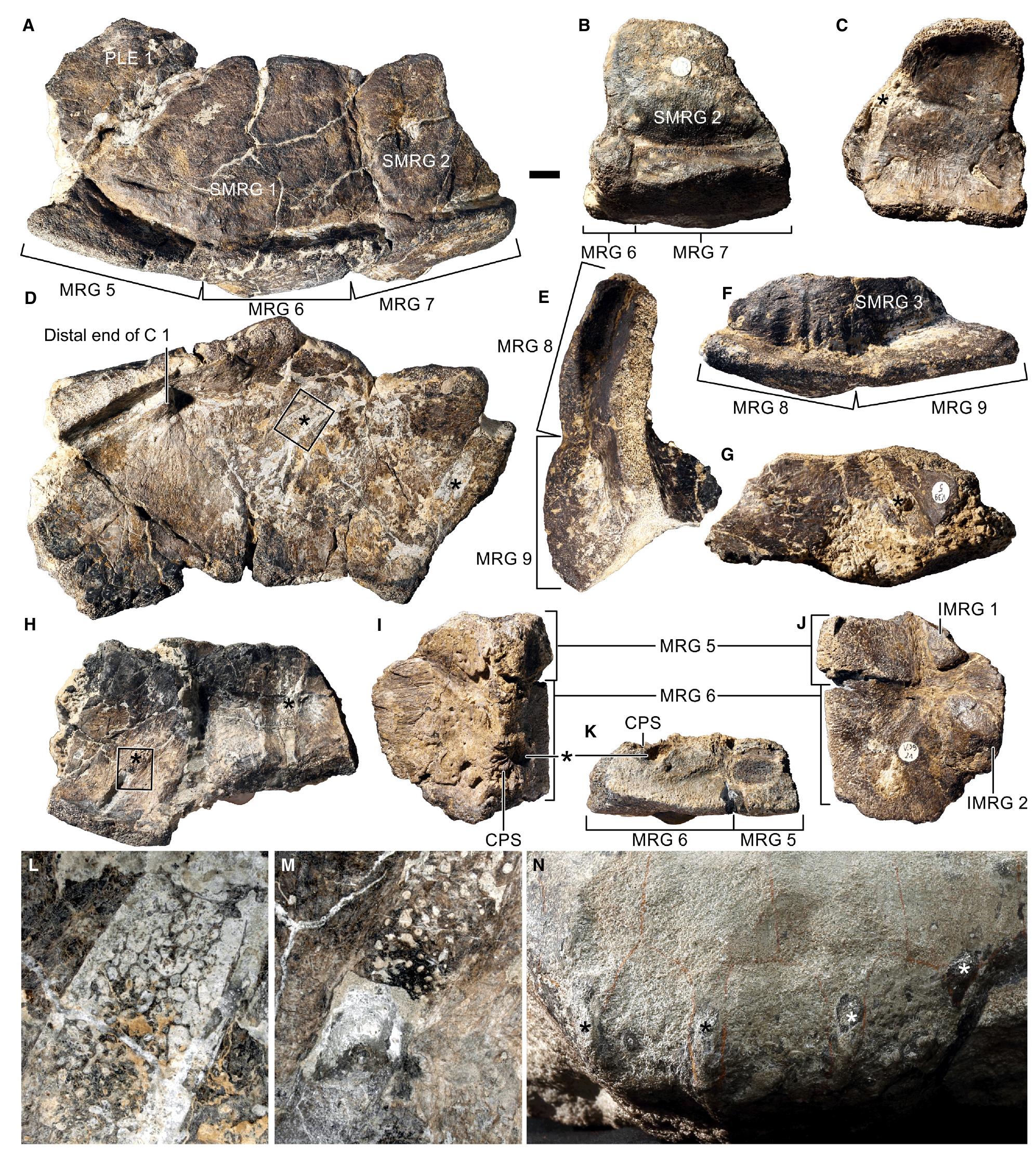 Testudinata Shell (PDF) The early composition and evolution of the turtle shell (Reptilia ...