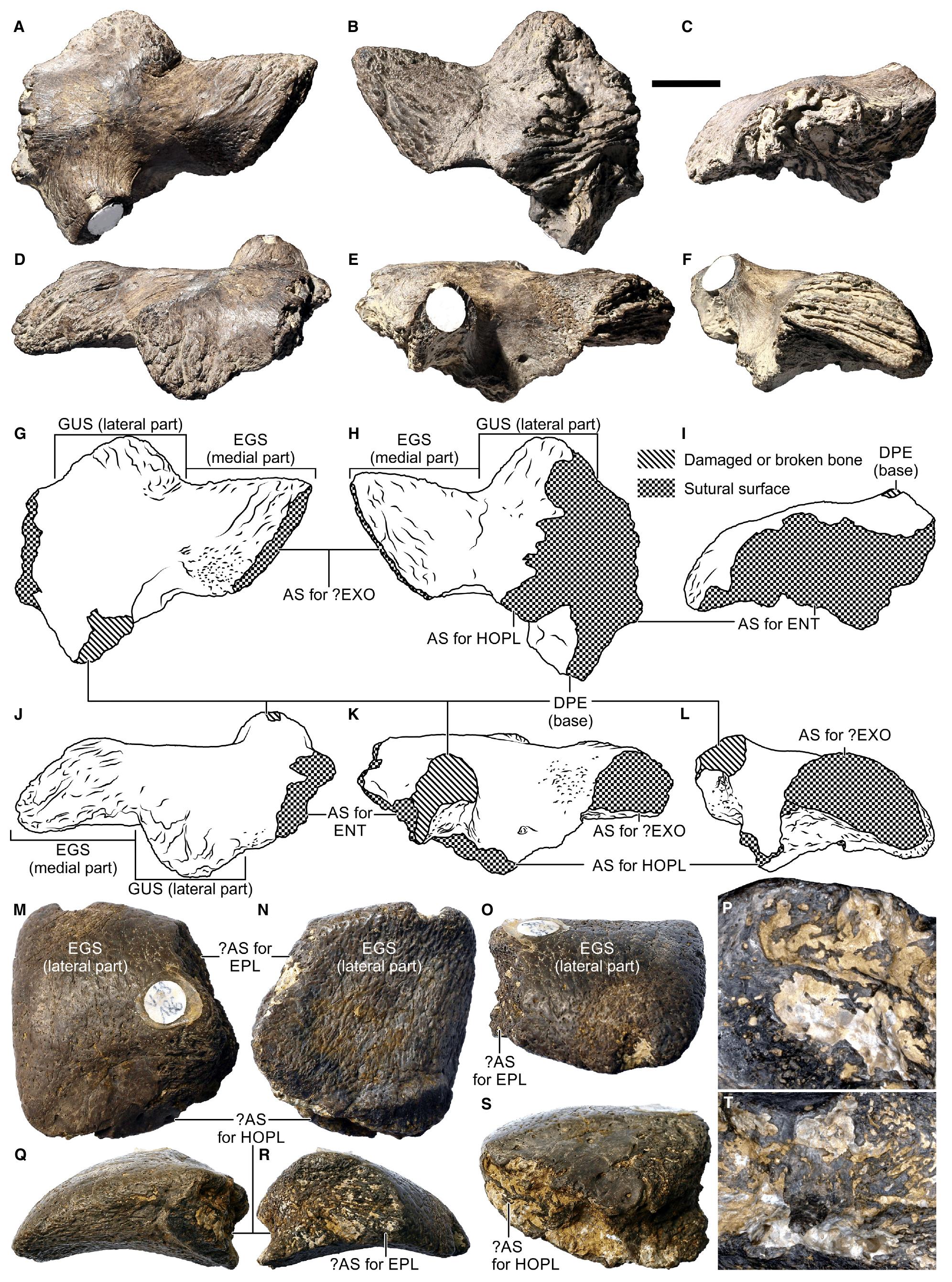 Figure 17 - The early composition and evolution of the