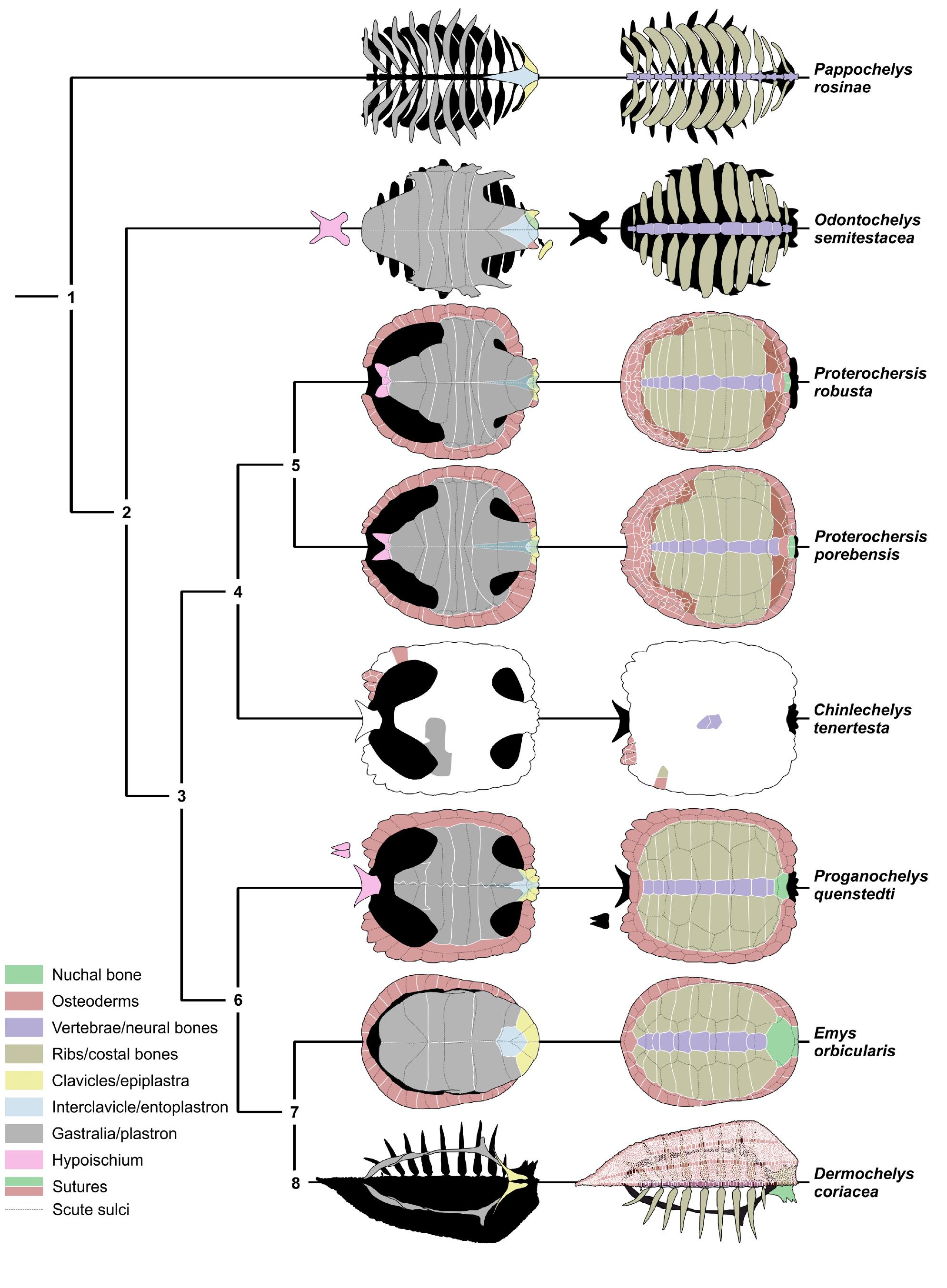 Figure 19 - The early composition and evolution of the