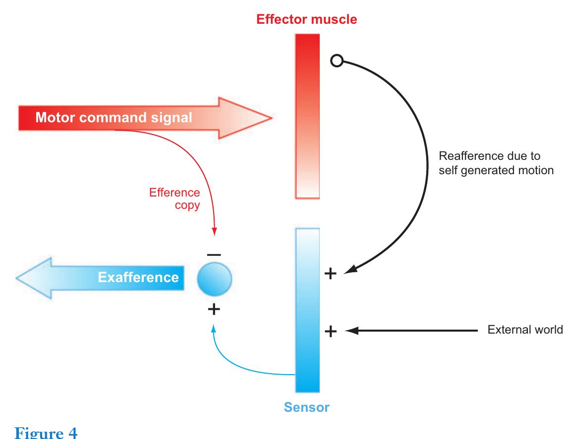 Reafference (PDF) Vestibular System: The Many Facets of a Multimodal Sense