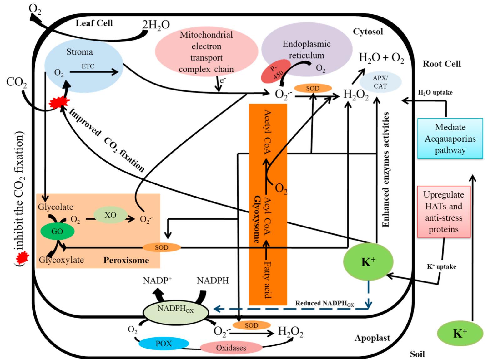 (PDF) Potassium in plants: Growth regulation, signaling, and ...