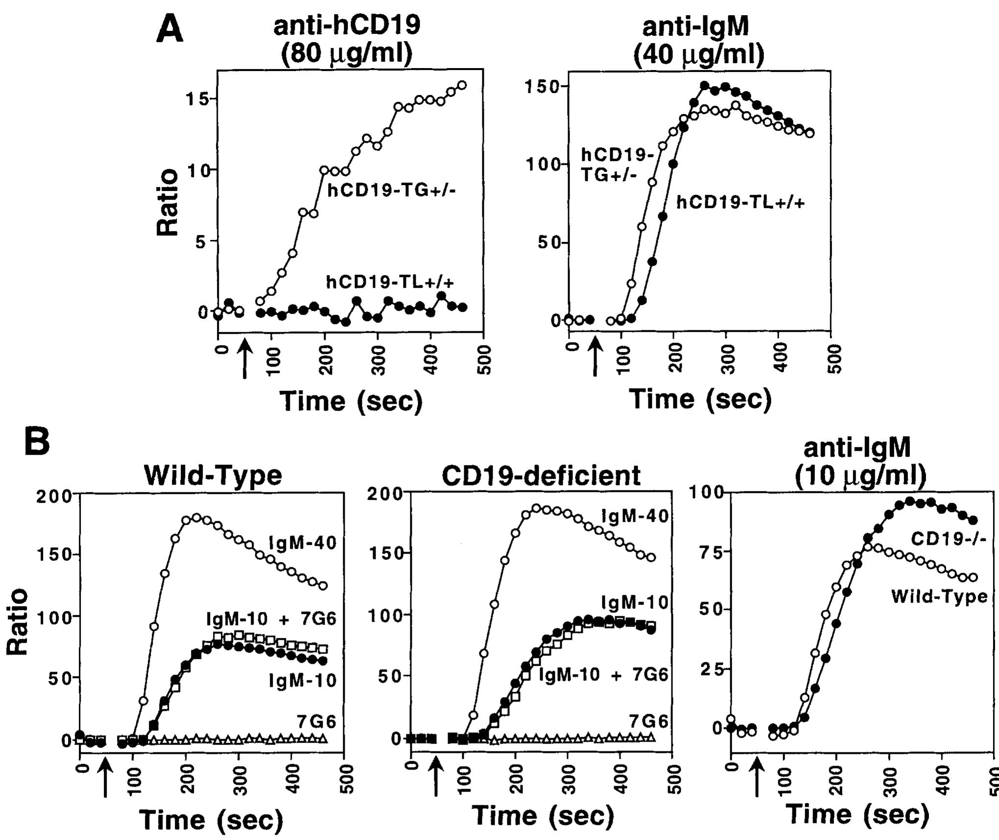 (PDF) Regulation of B lymphocyte development and activation by the CD19 ...